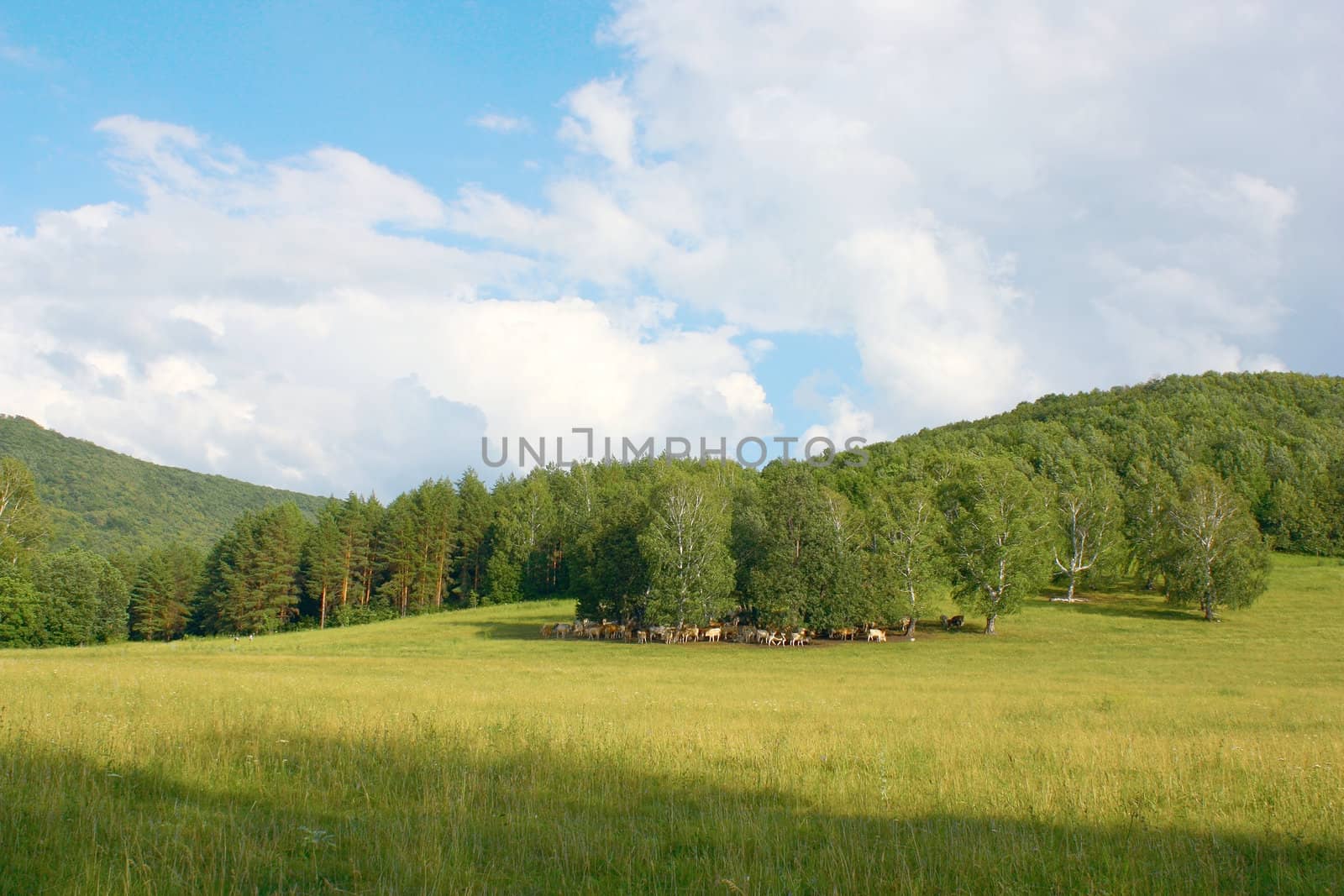 Summer landscape with forest and herd of cows