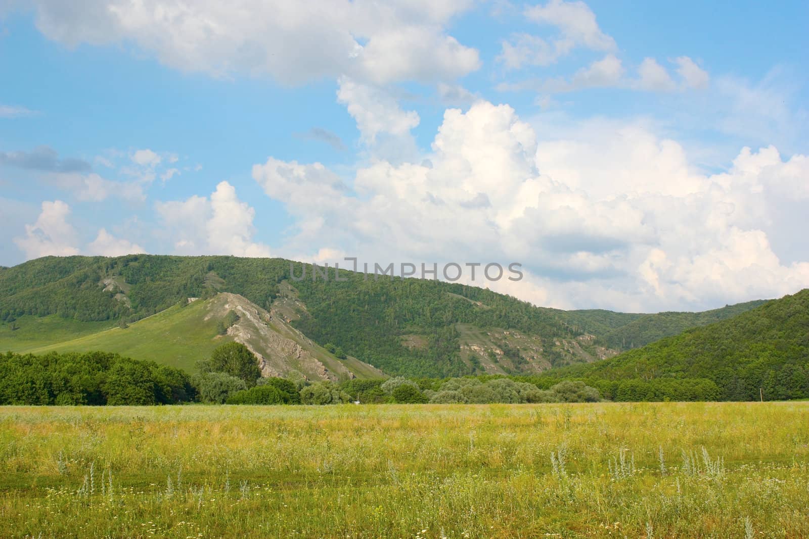 Summer landscape with forest on the mountains 