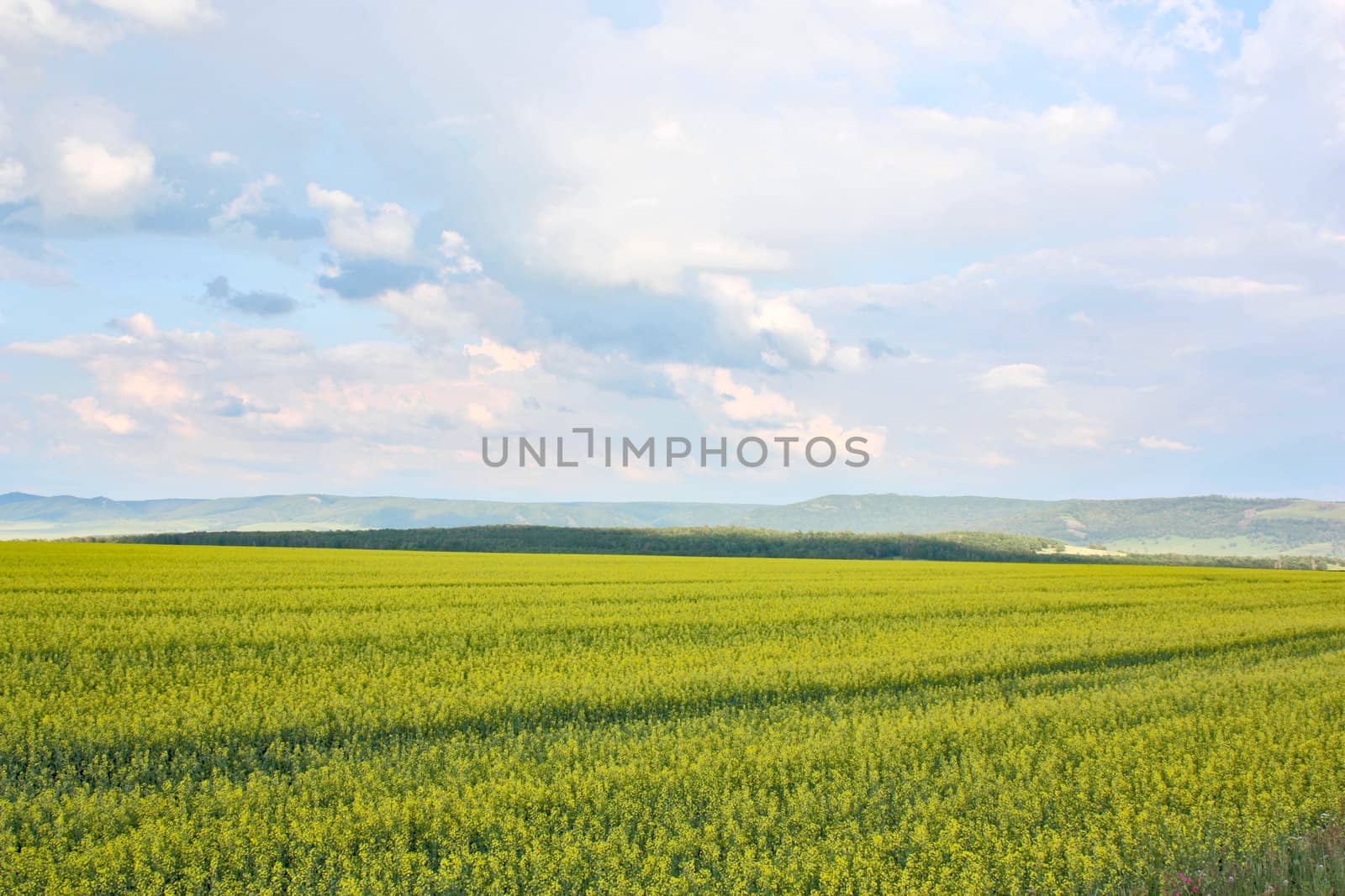 Beautiful summer landscape with blue sky and clouds.