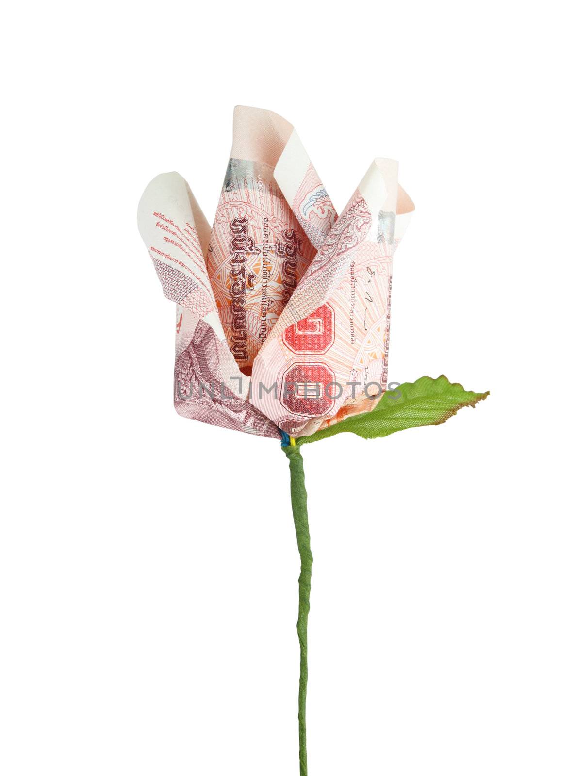 money flower on white background