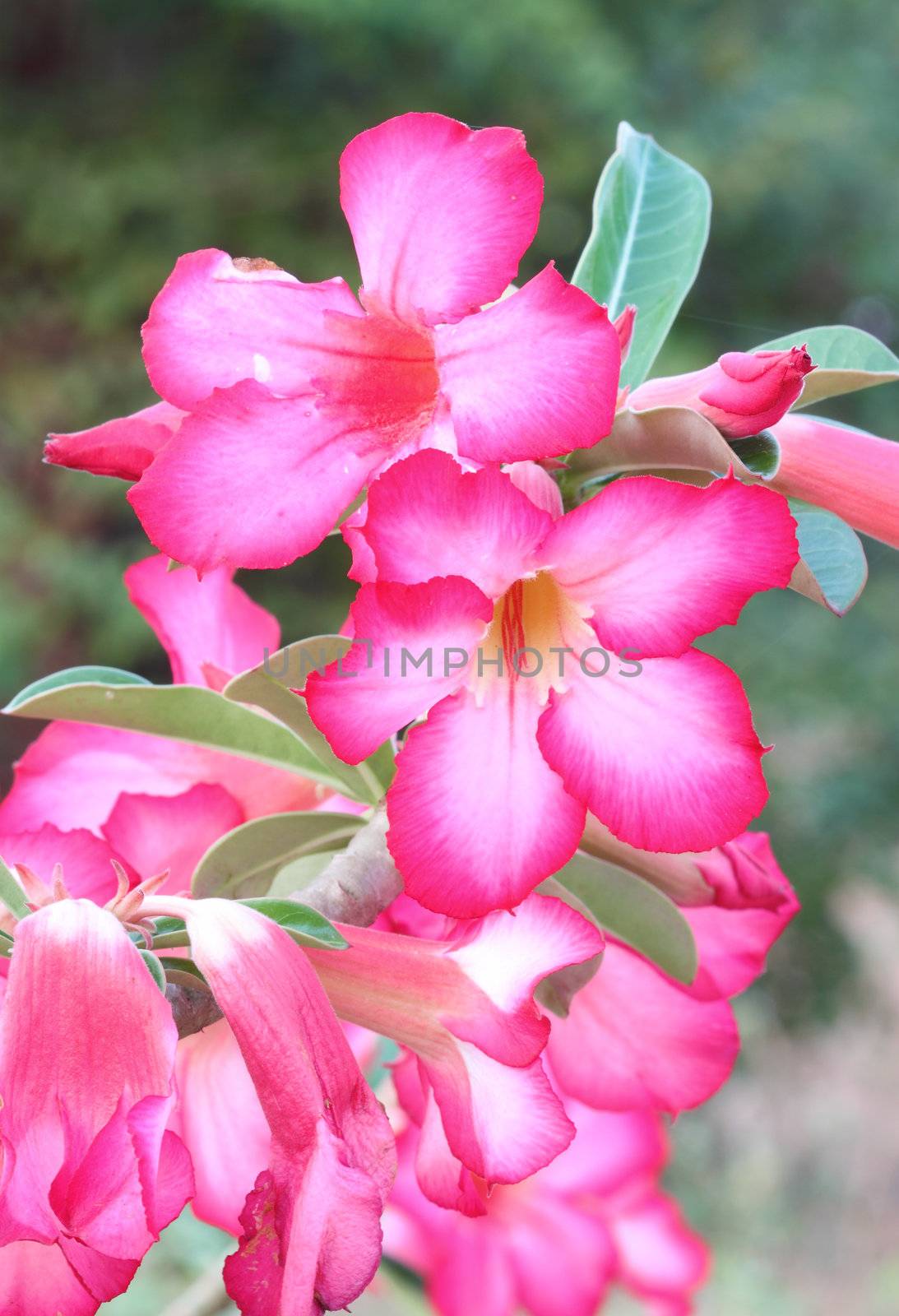 Tropical flower Pink Adenium (Desert rose) by geargodz