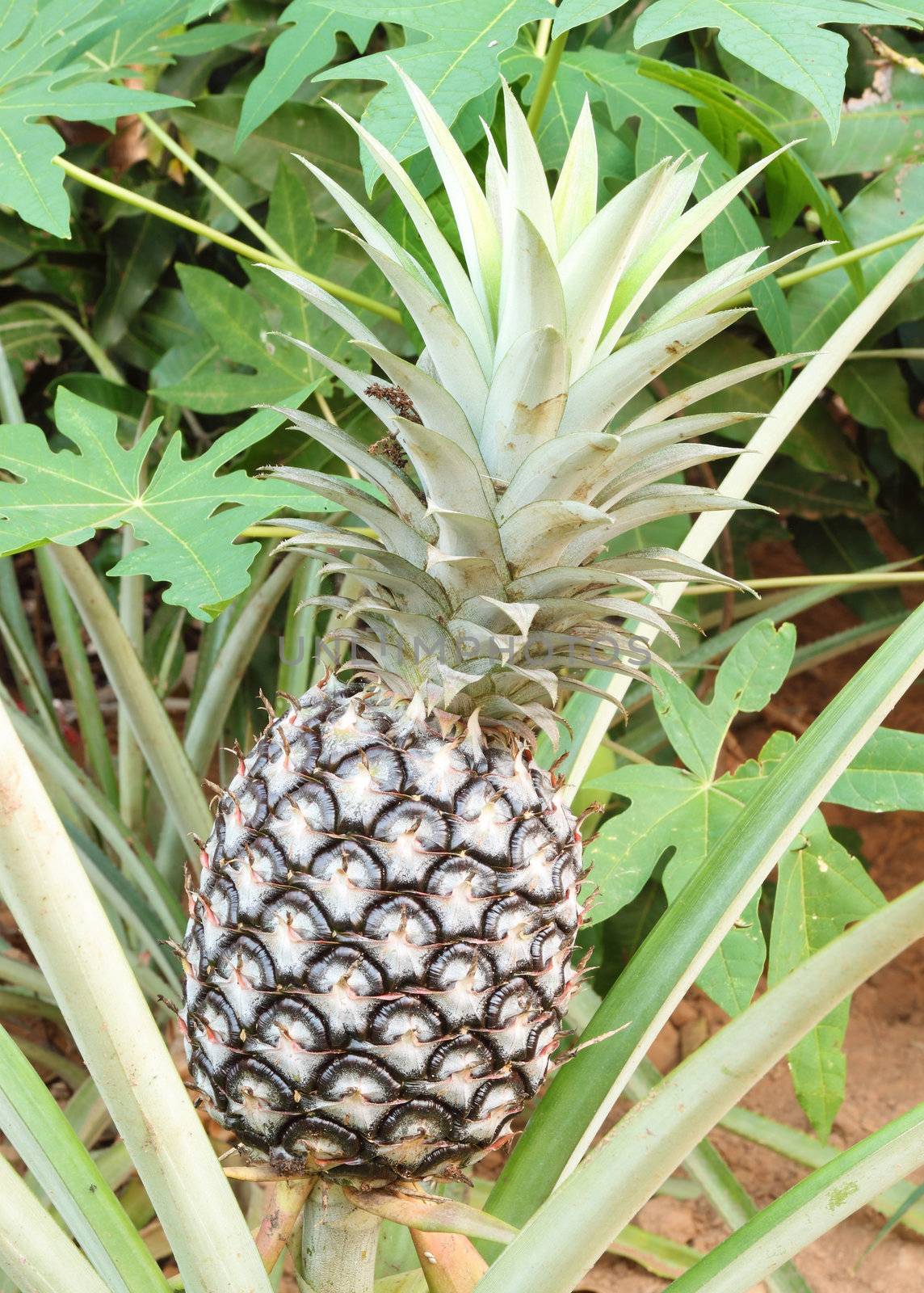 growing pineapple plant, tropical fruit of the Northeast Thailand