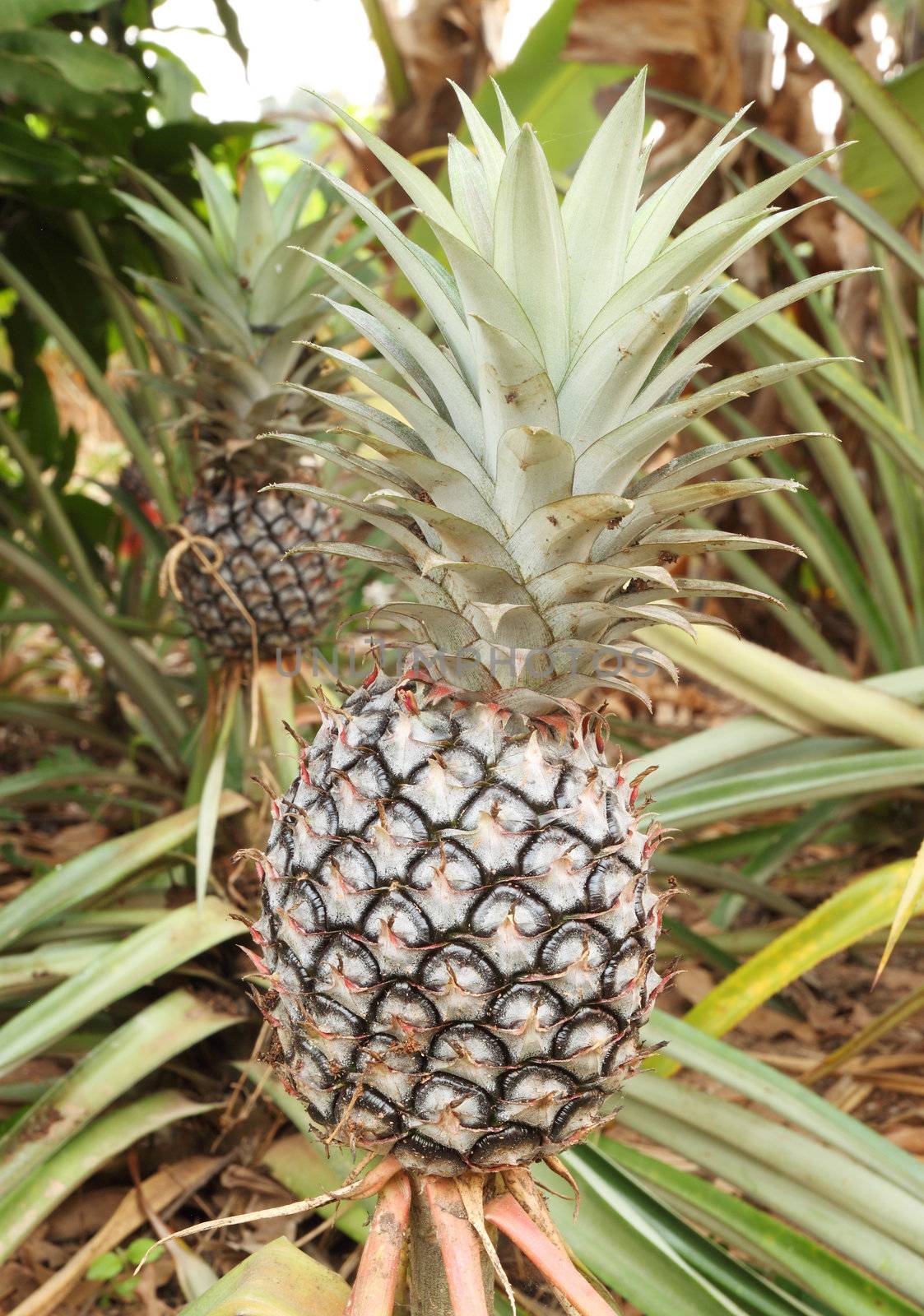 growing pineapple plant by geargodz