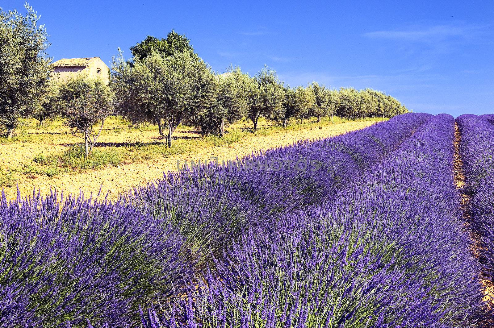 Between lavender and olive trees 