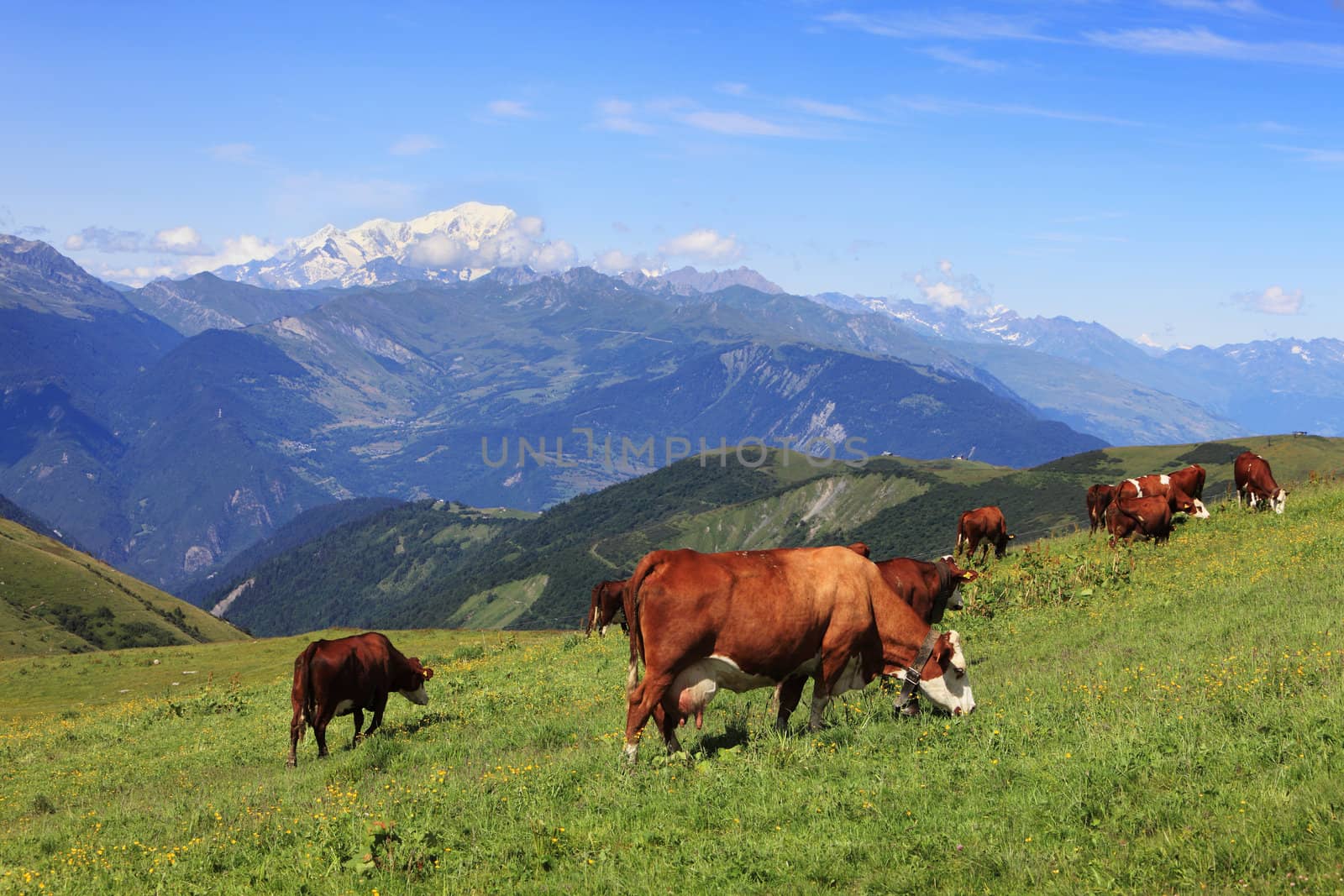 Cows grazing at high altitude in The Alps with Mont Blanc massif in the distance.