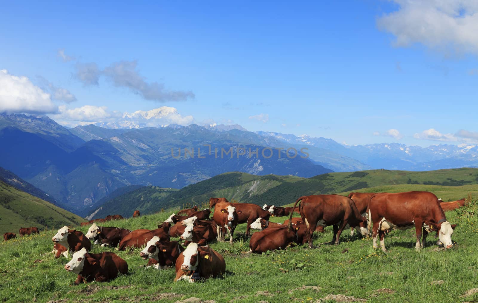 Cows grazing at high altitude in The Alps with Mont Blanc massif in the distance.