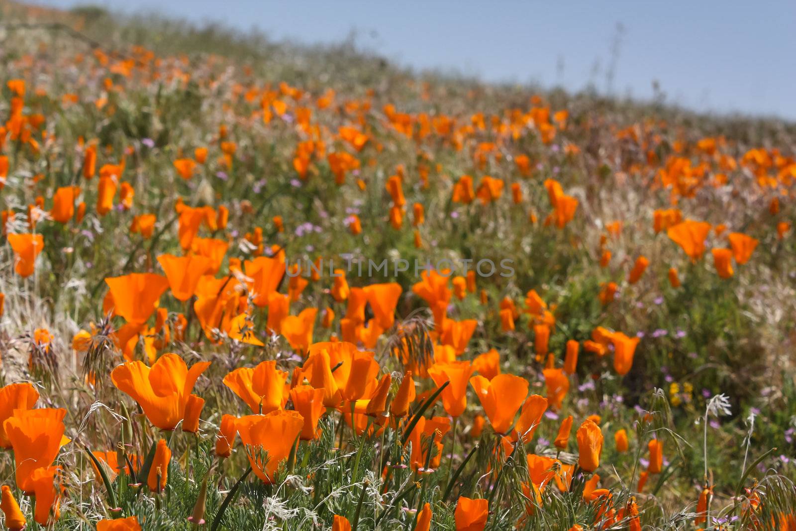 California Wildflowers and Poppies by wolterk
