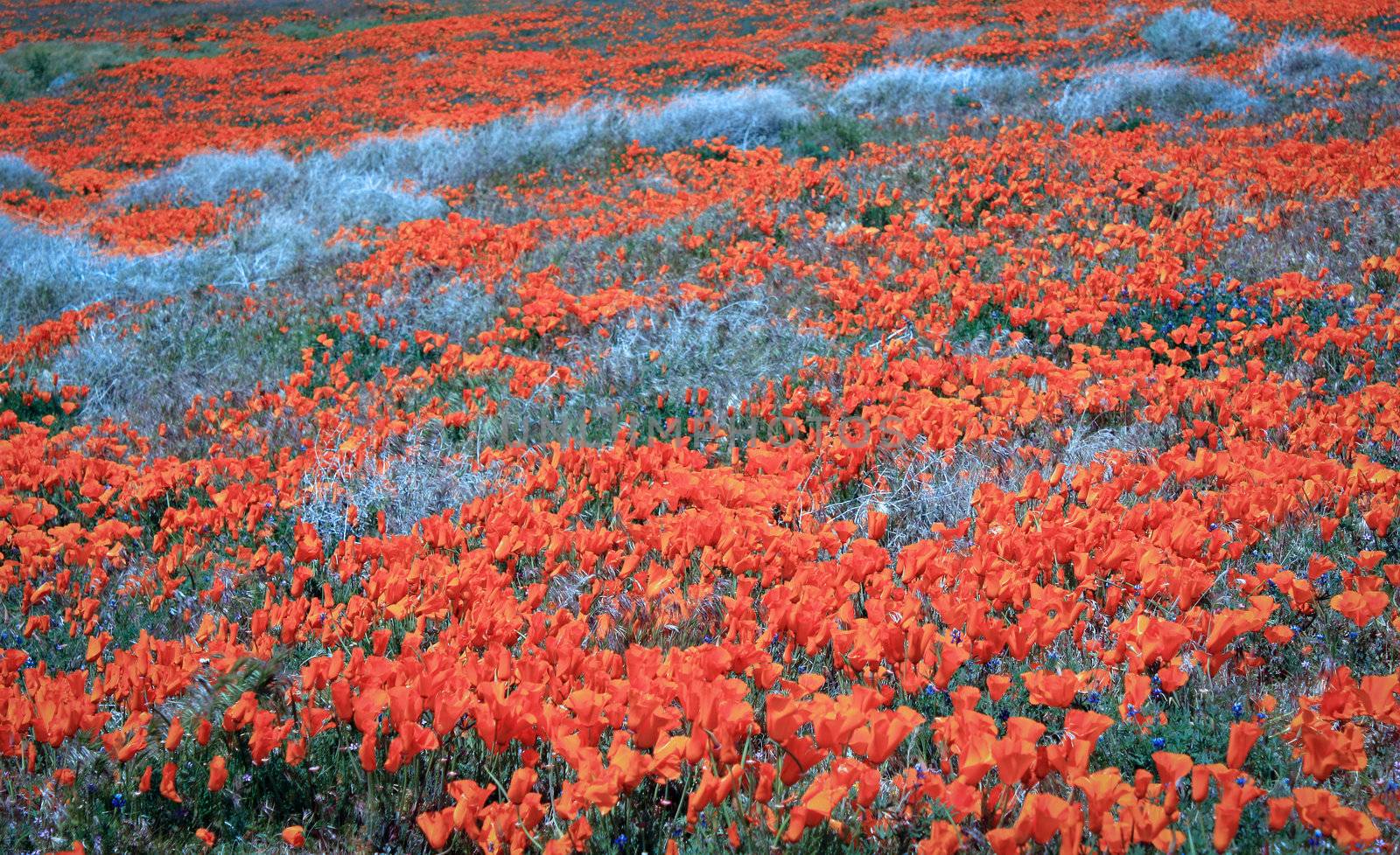 California Wildflowers and Poppies by wolterk