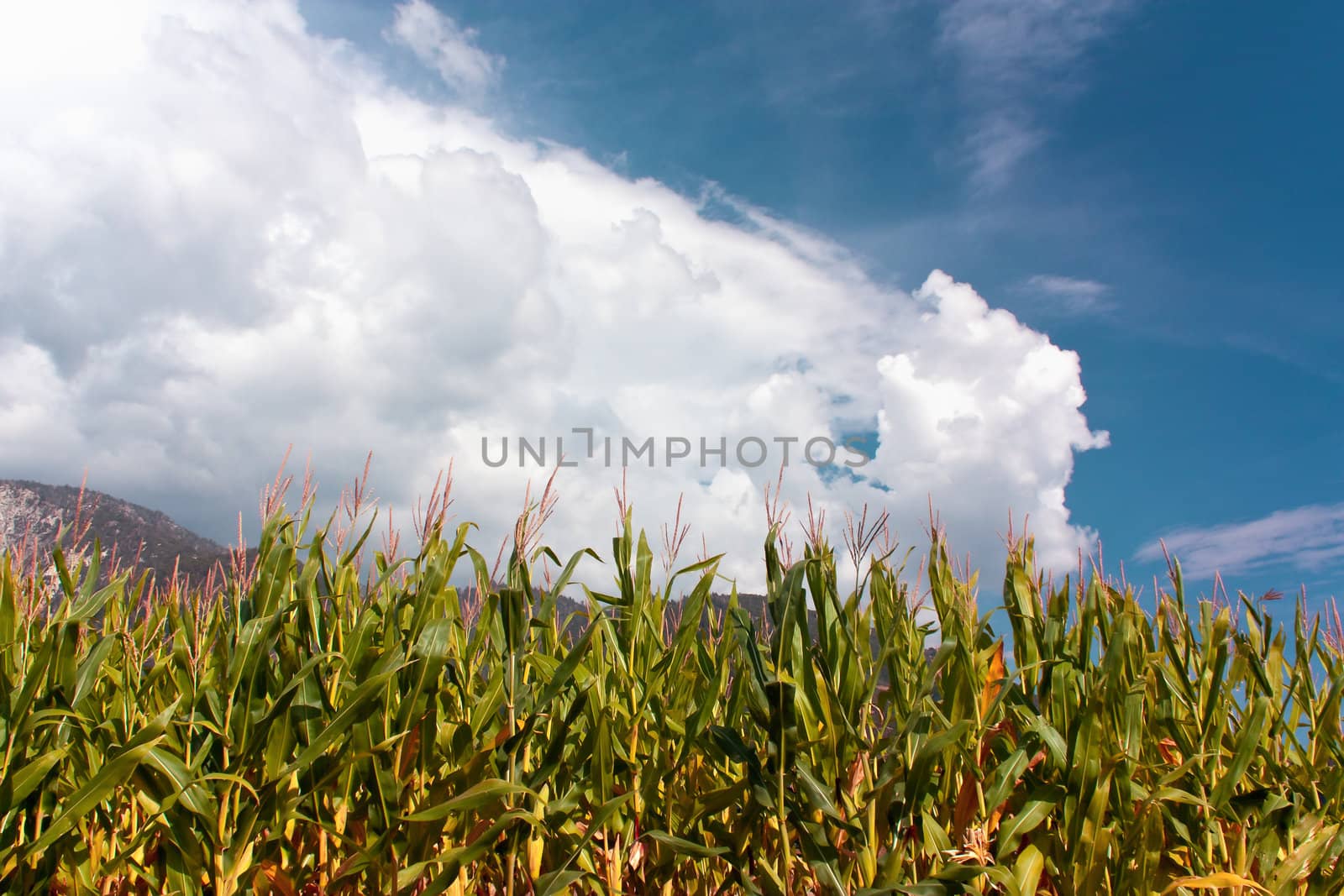 Corn harvest in the San Bernardino Mountains.