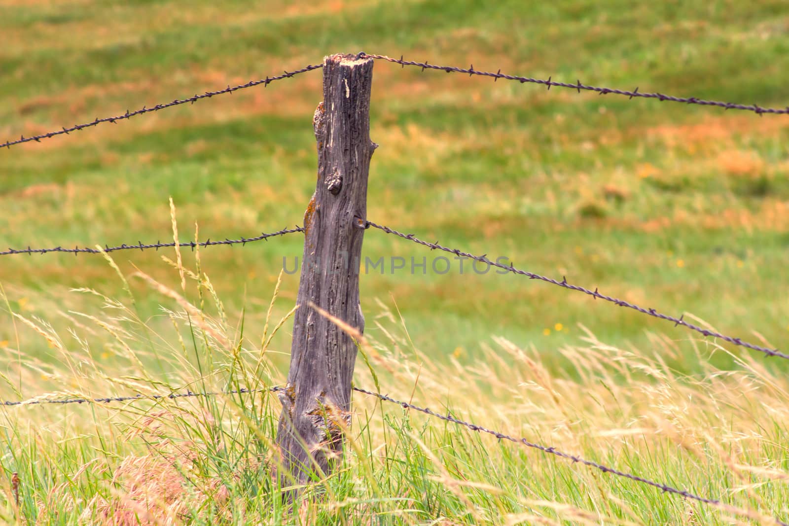 Barb Wire Fence at Buffalo Gap National Grassland by wolterk