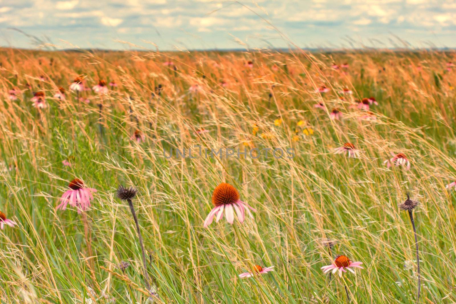 Buffalo Gap National Grasslands is in Western South Dakota near the Badlands and Black Hills