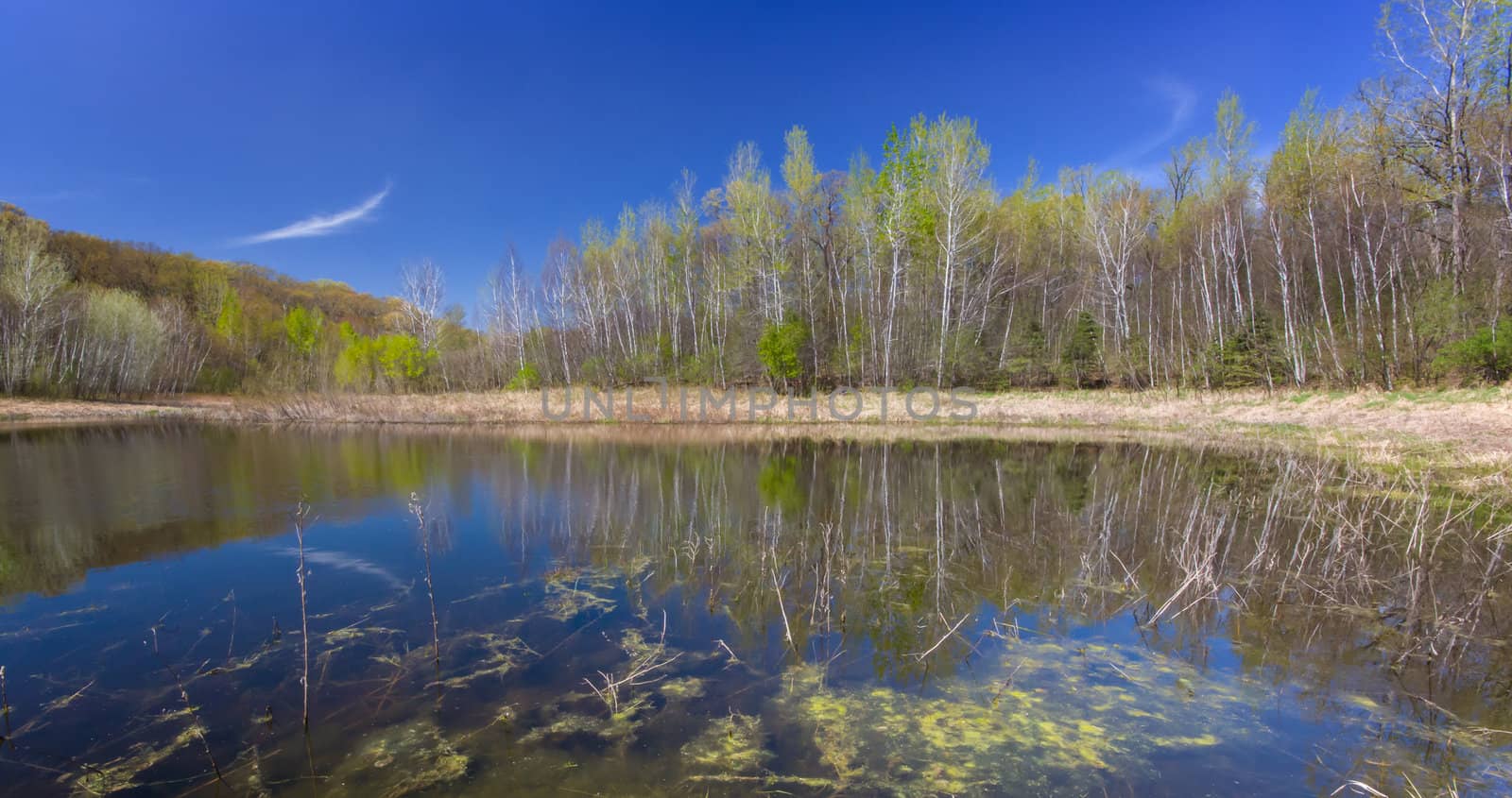 The marsh reflects the sky blue water.