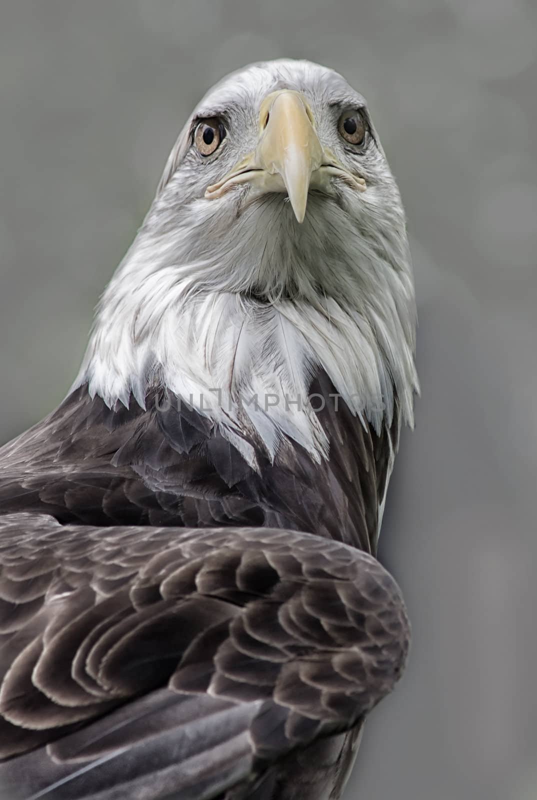 An American Bald Eagle stands vigil.