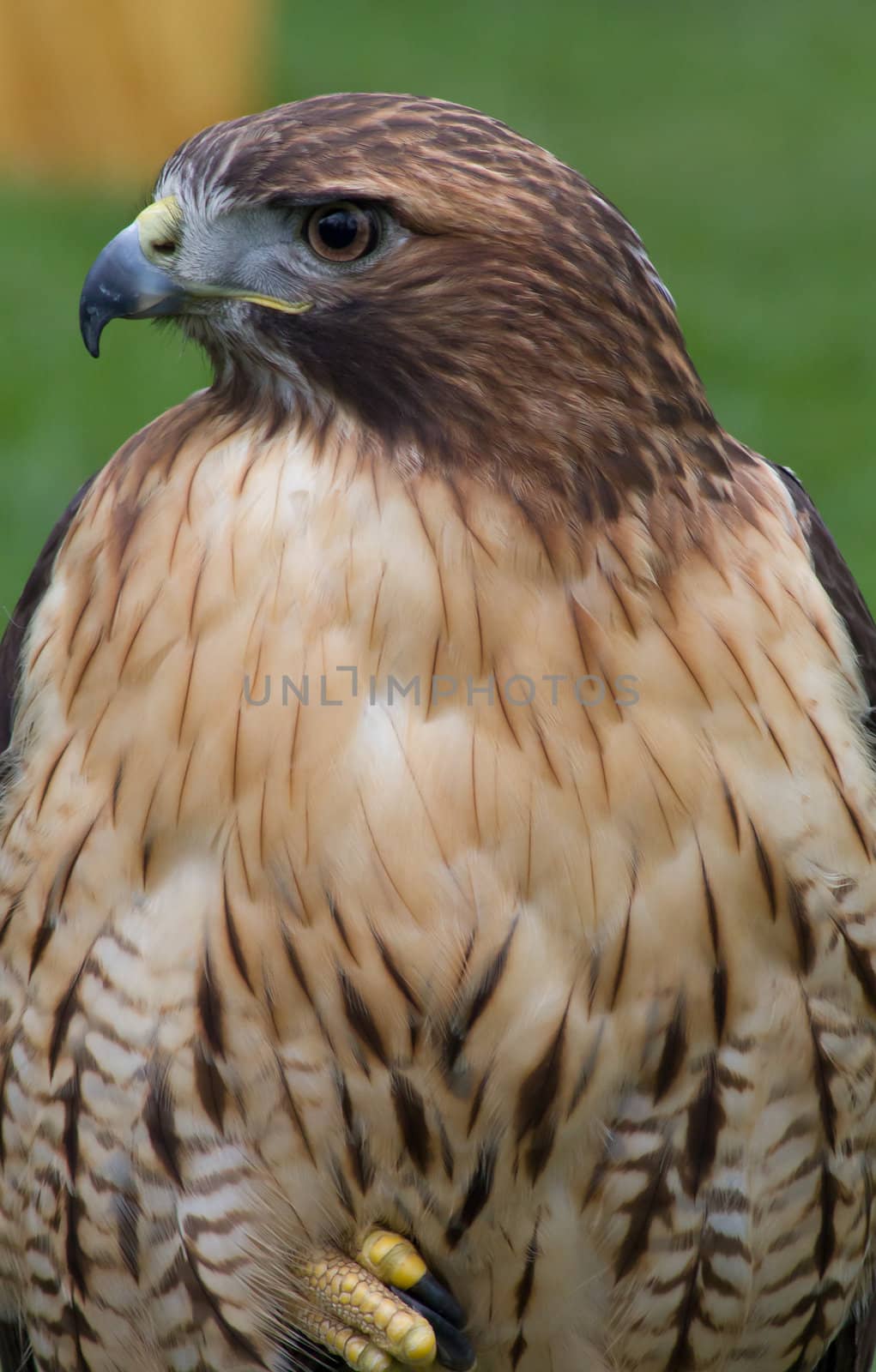 A Red Tailed Hawk scans the horizon.