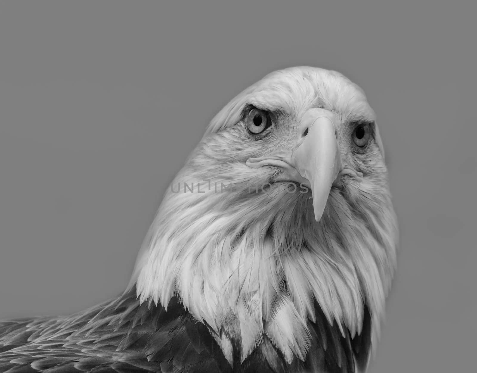 An American Bald Eagle stands vigil.