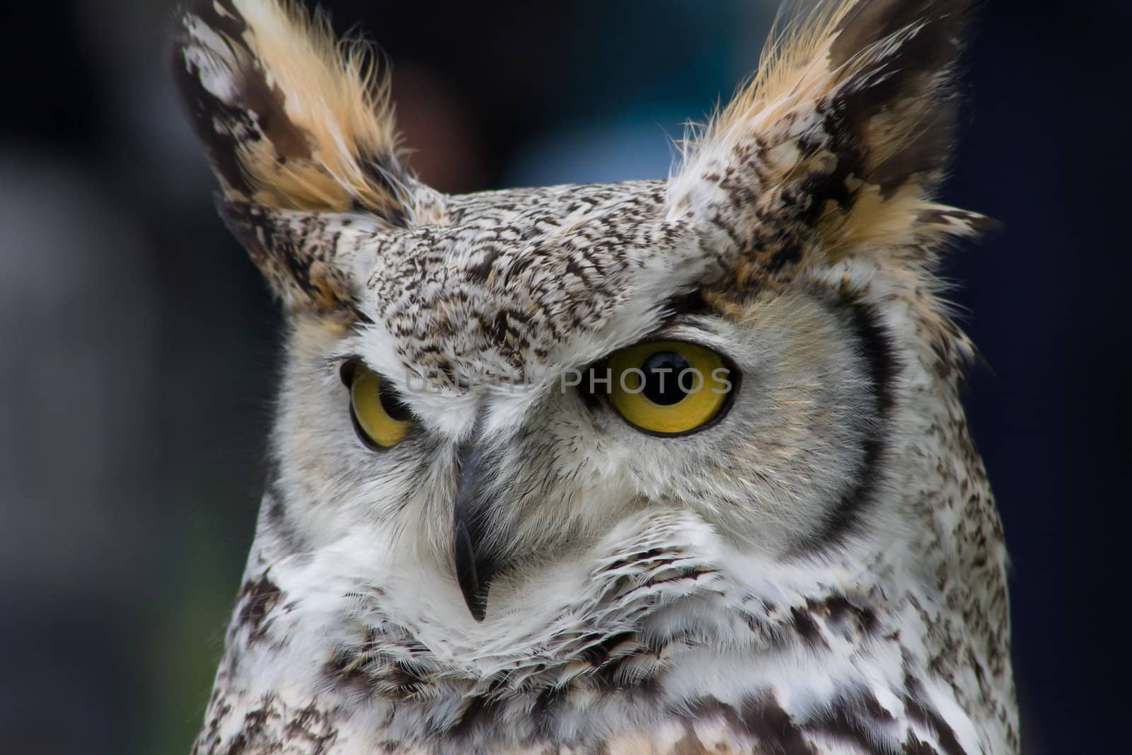 A Northern White Faced Owl looks wisely ahead.