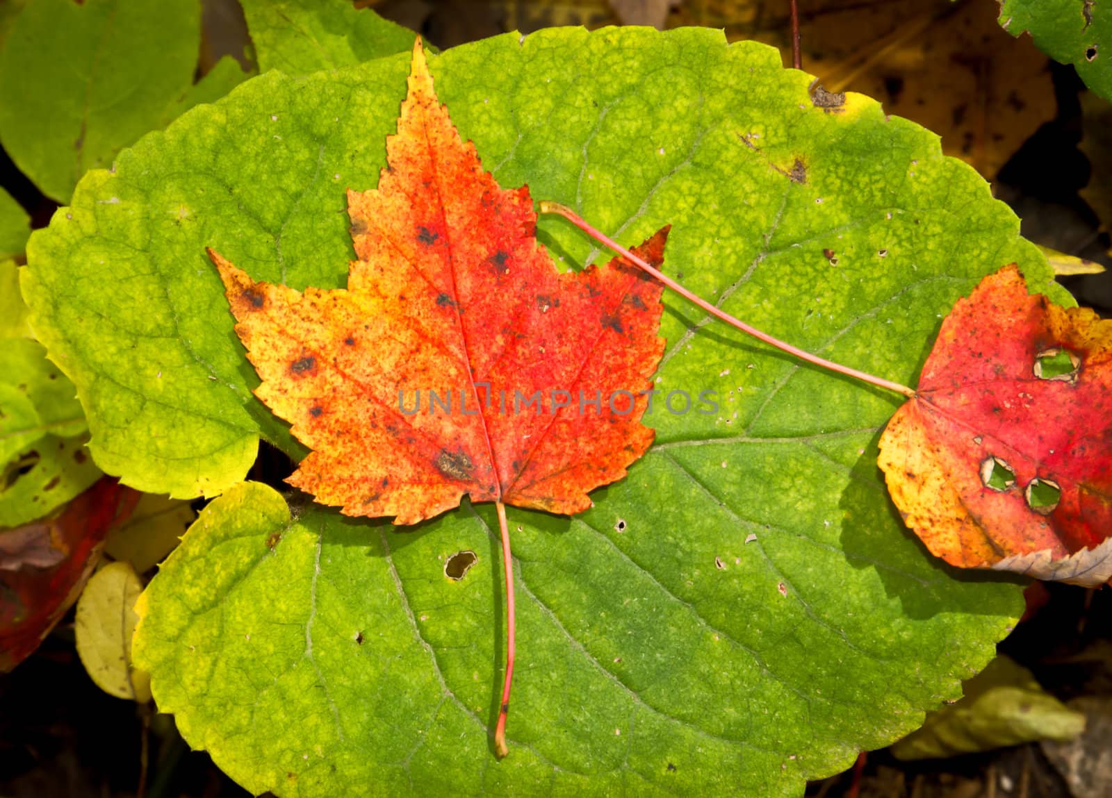 A crimson fallen Maple leaf rests atop foliage of the forest floor.