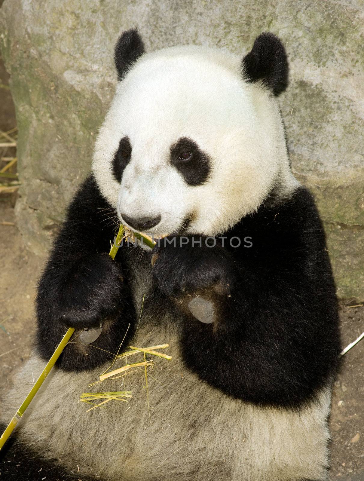 A Panda sits while eating a bamboo stalk