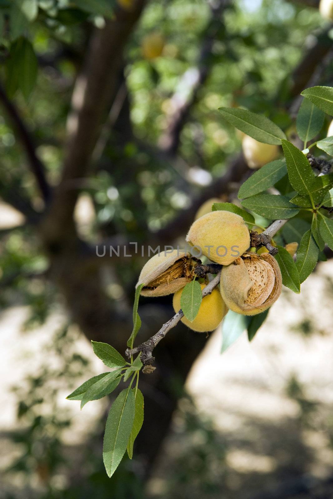 Almond Tree still needs time before the harvest