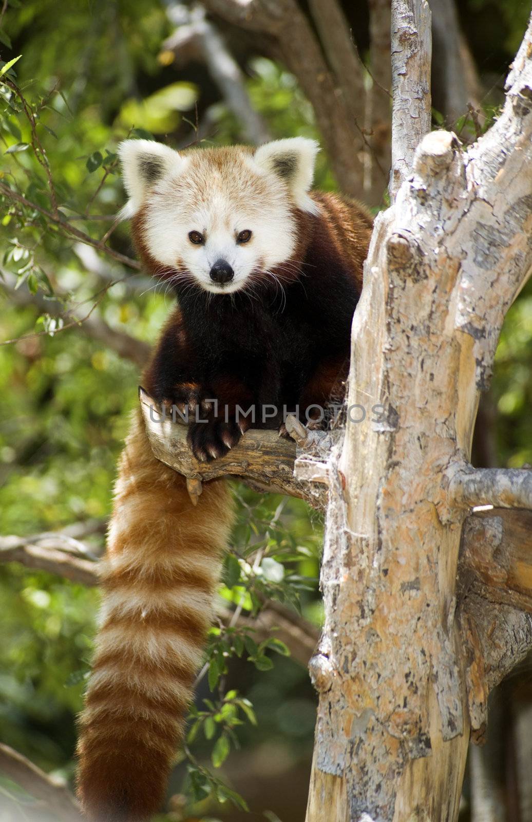 Red Panda by ChrisBoswell
