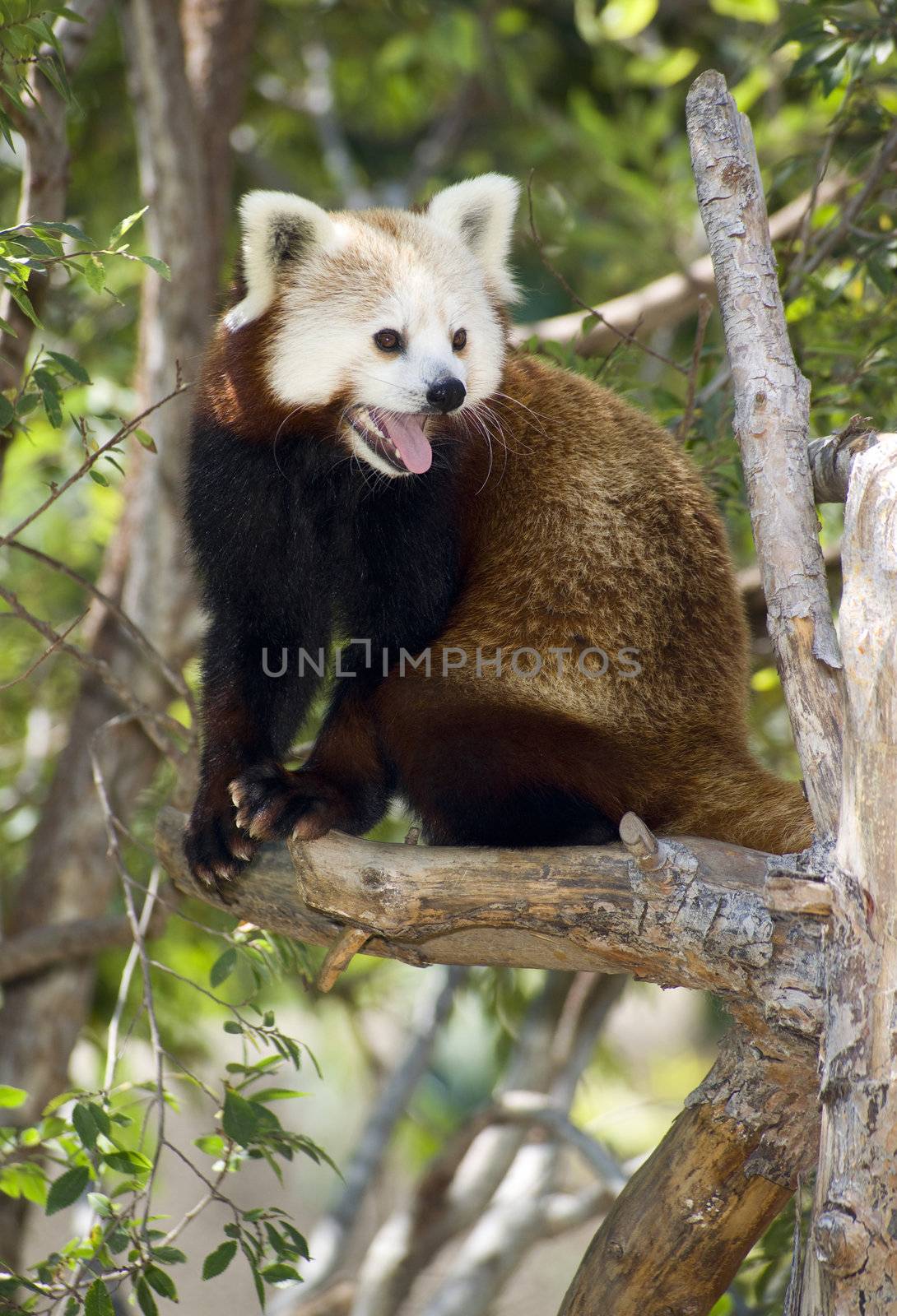 A Red Panda sits in a tree looking off camera