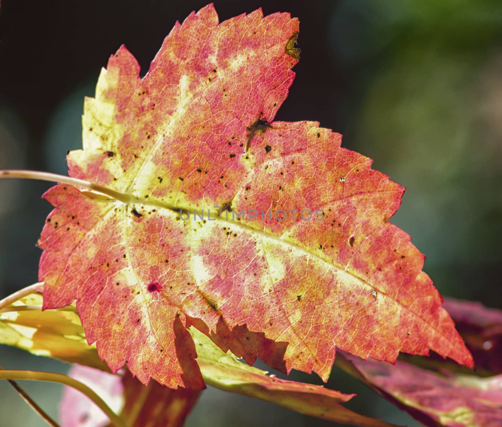 A crimson Maple leaf as reflected in Autumn sunlight.