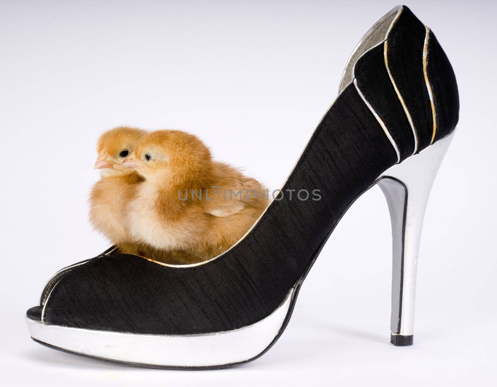 Two Chicks in a Shoe by ChrisBoswell