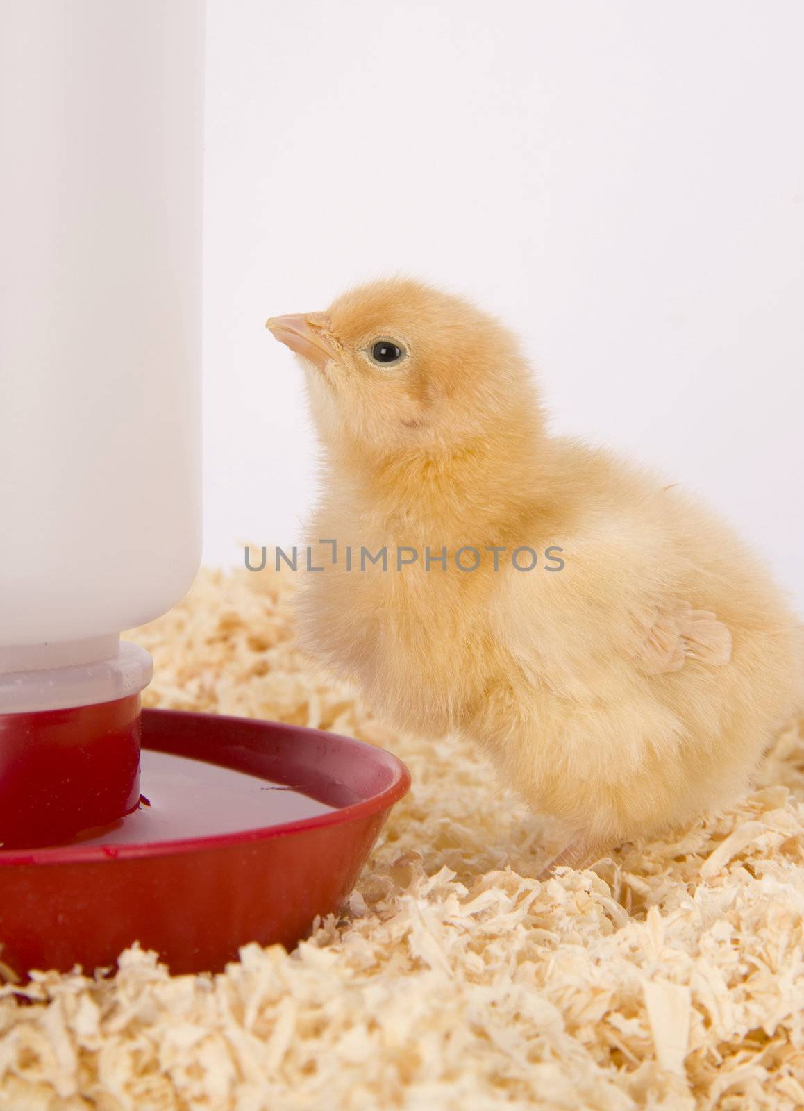 One Newborn Chicken stands by the water supply