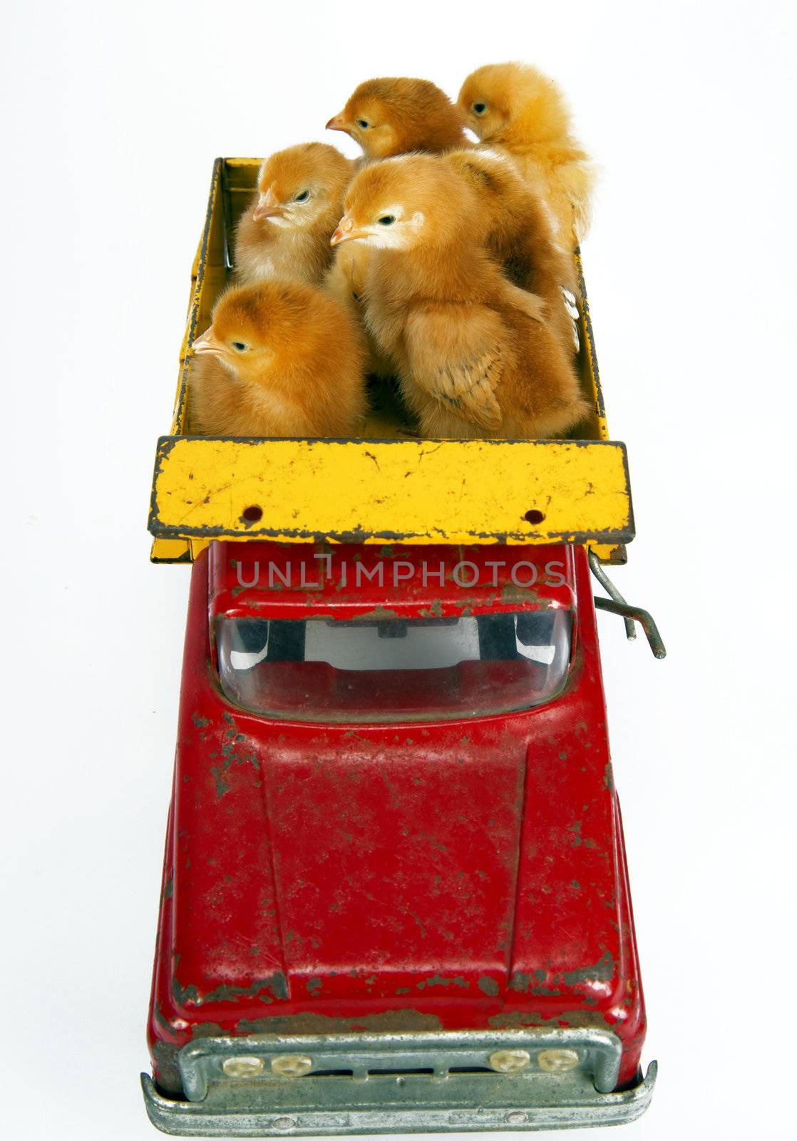 6 Chickens in the back of a vintage toy truck on white