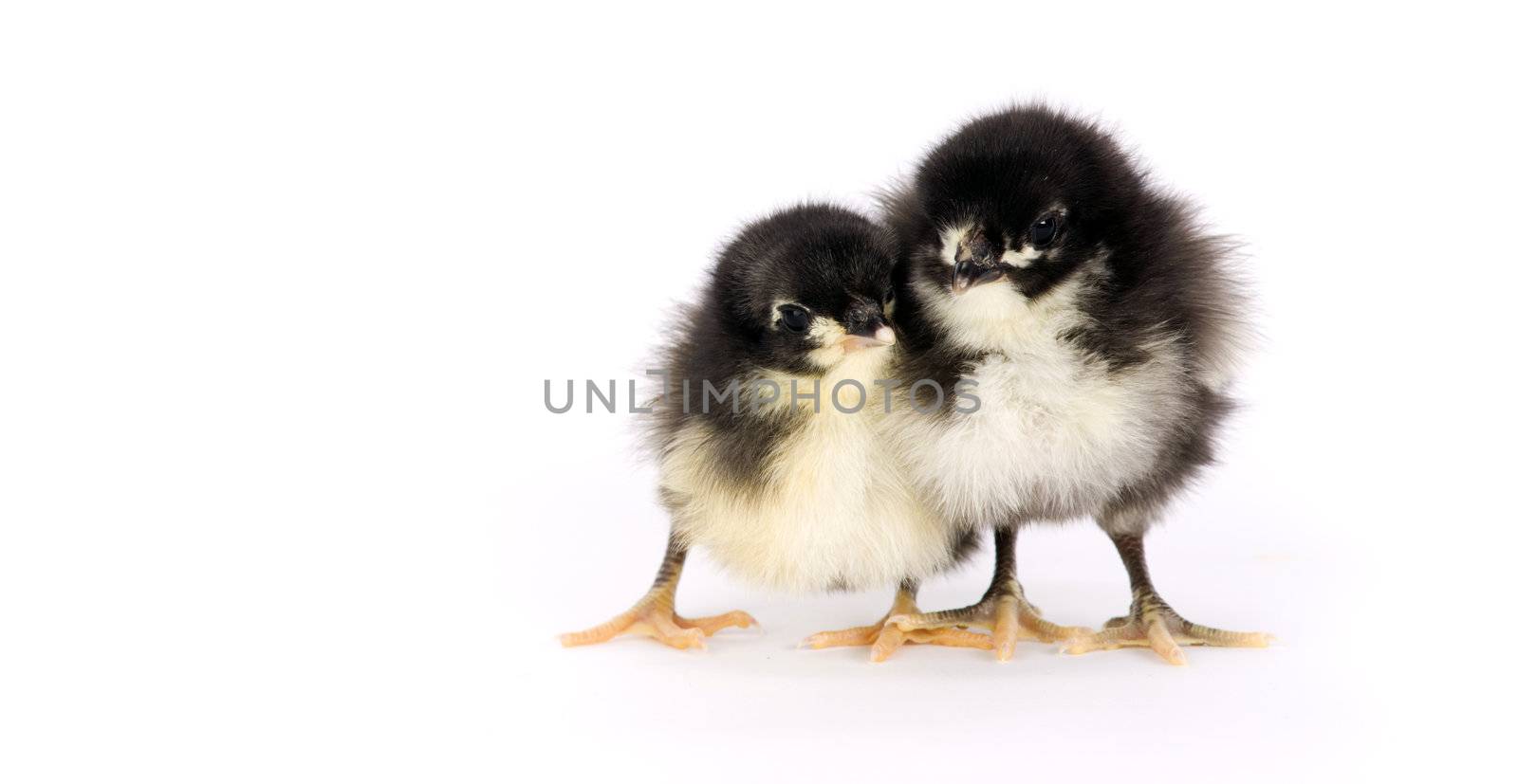 Two chicks of the Australorp Variety stand together on white