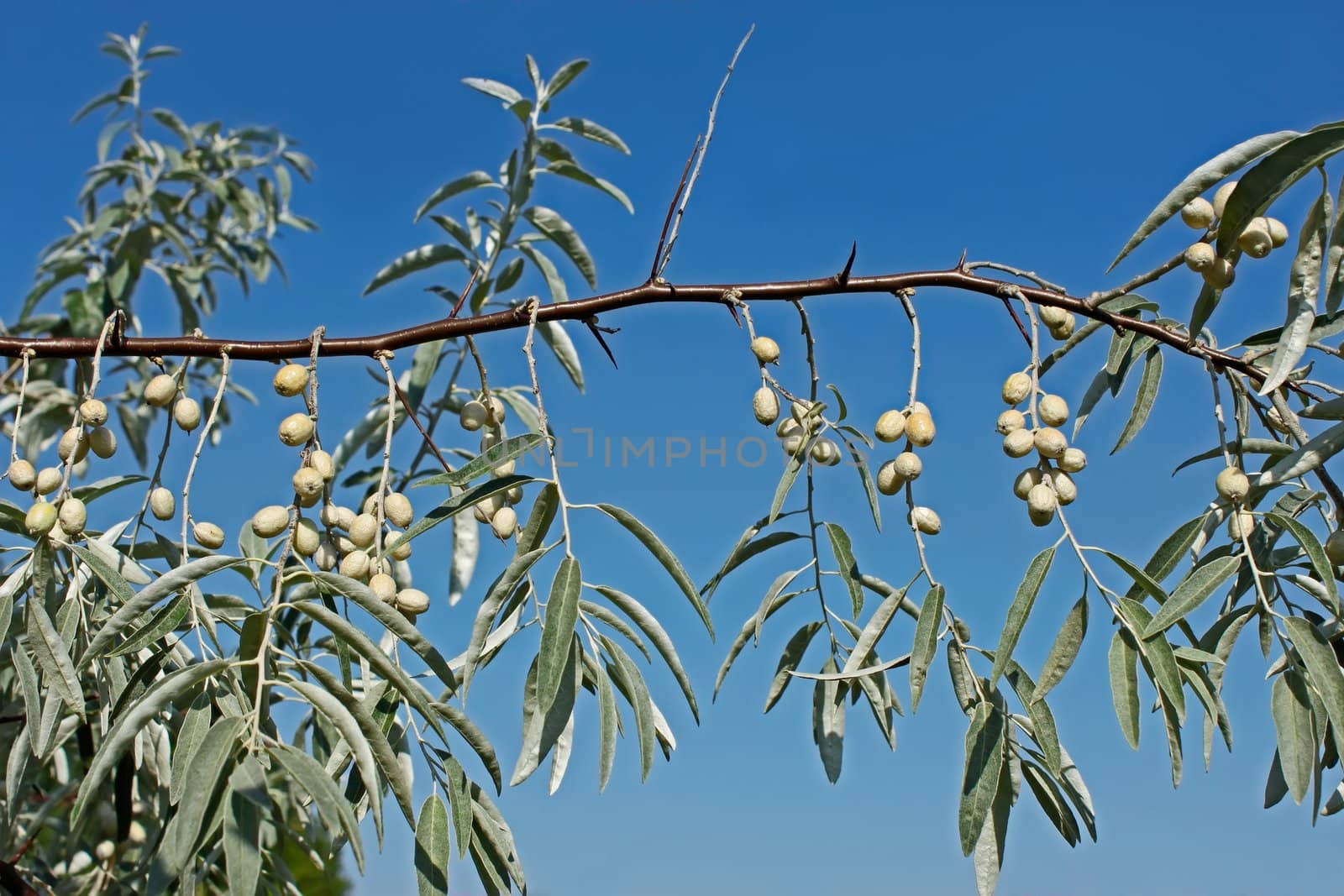 Branch of wild olive trees by qiiip
