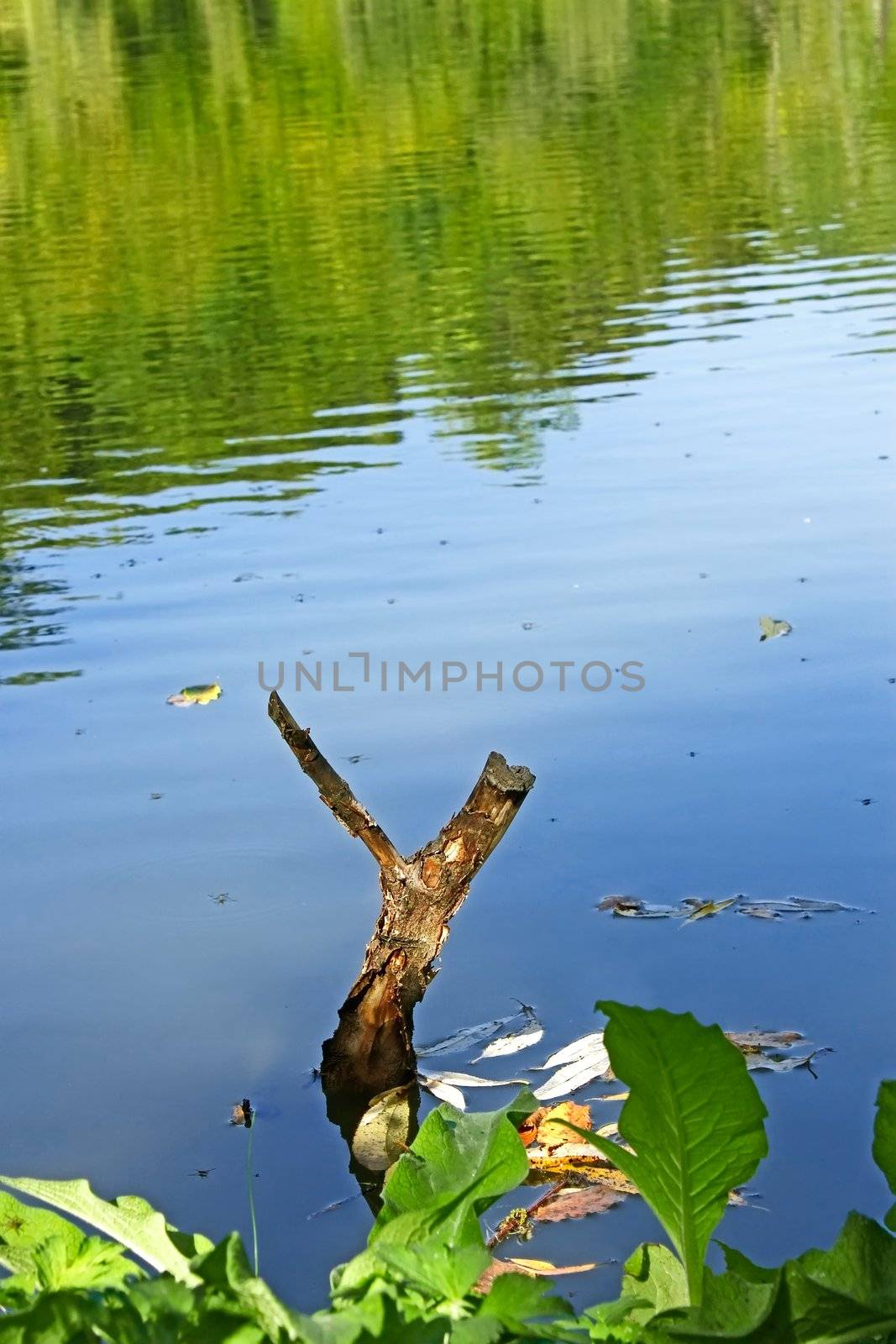 Wooden slingshot in water lake in quiet summer weather