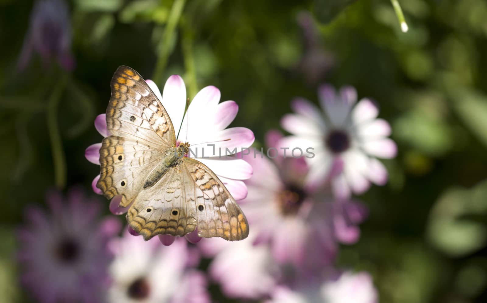 A White Peacock butterfly lands on a flower