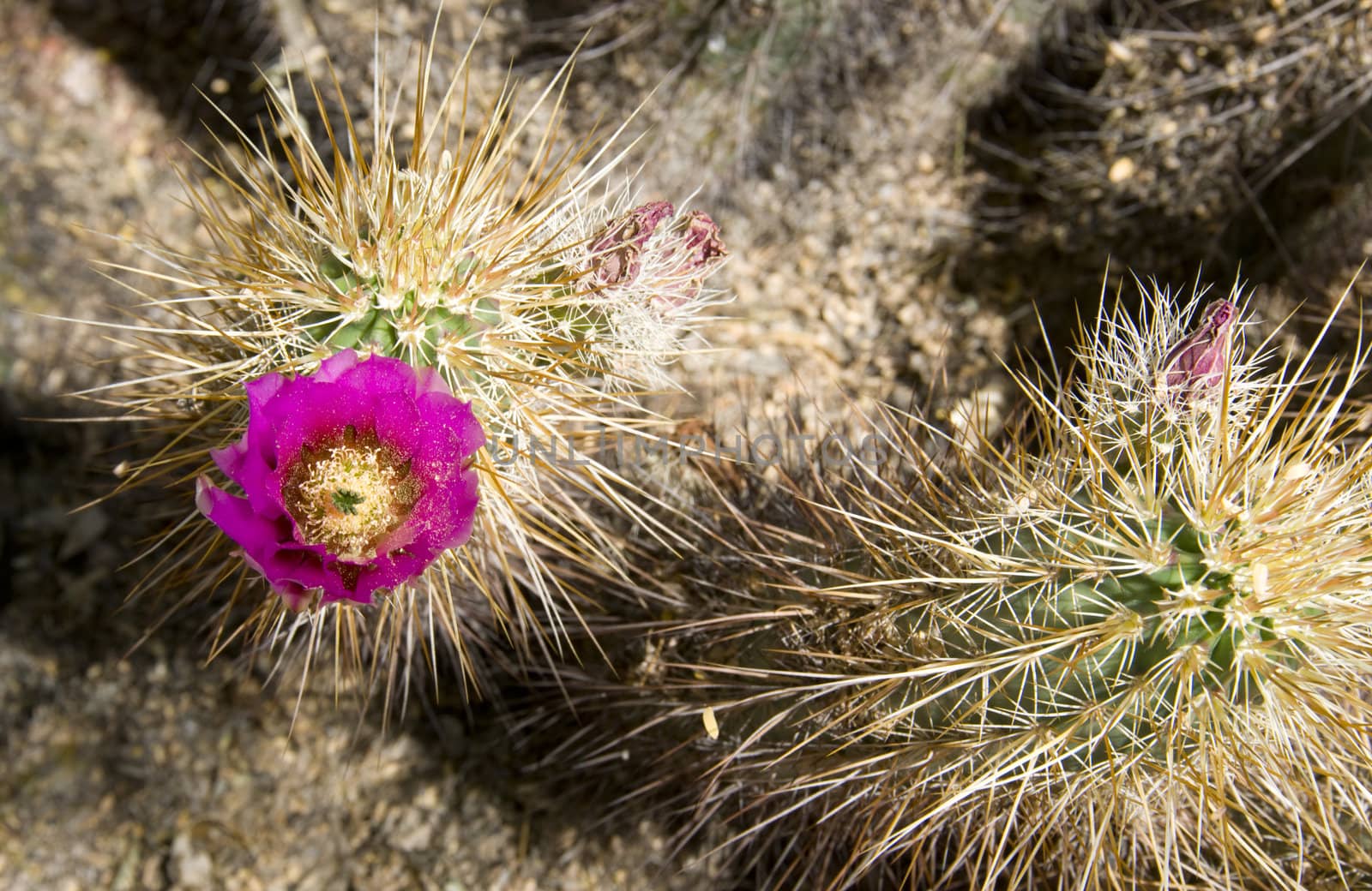 A flowering cactus close up