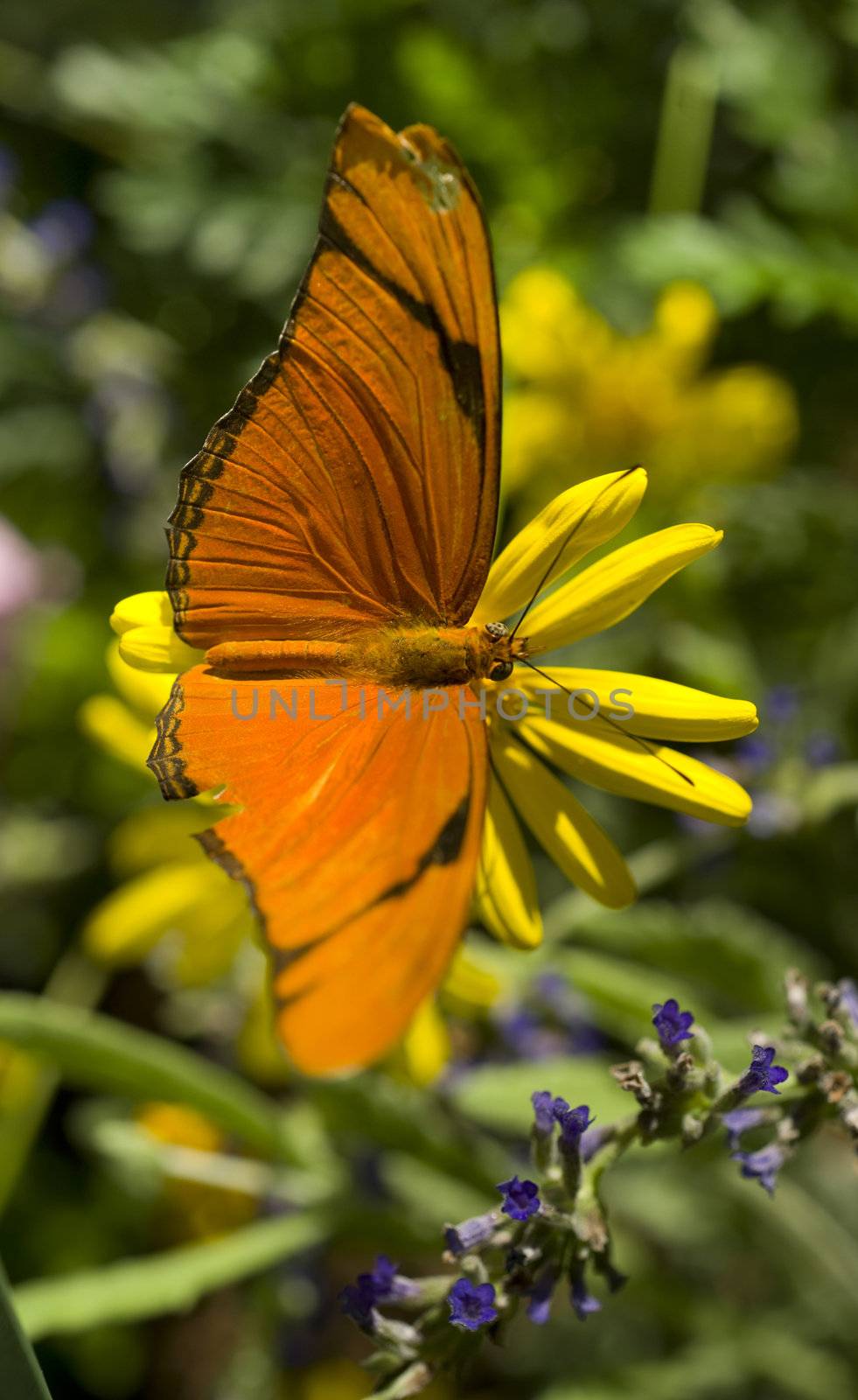 A Butterfly lands for some pollination