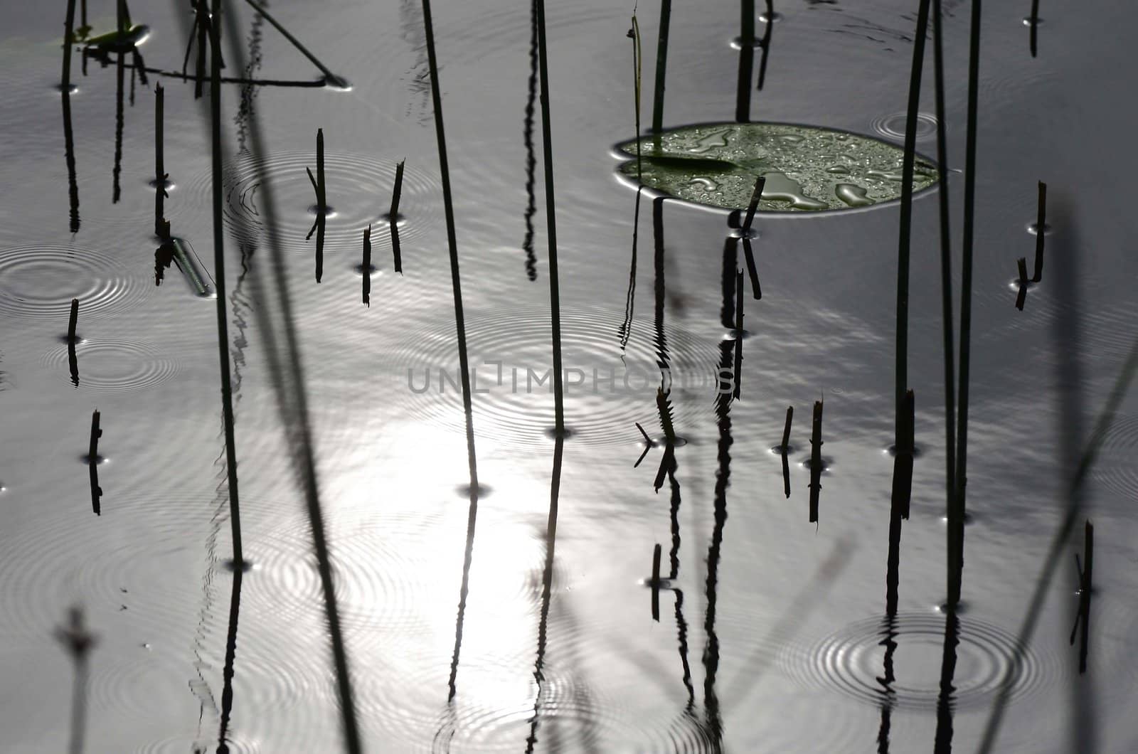 Reed which reflect themselves in the water
