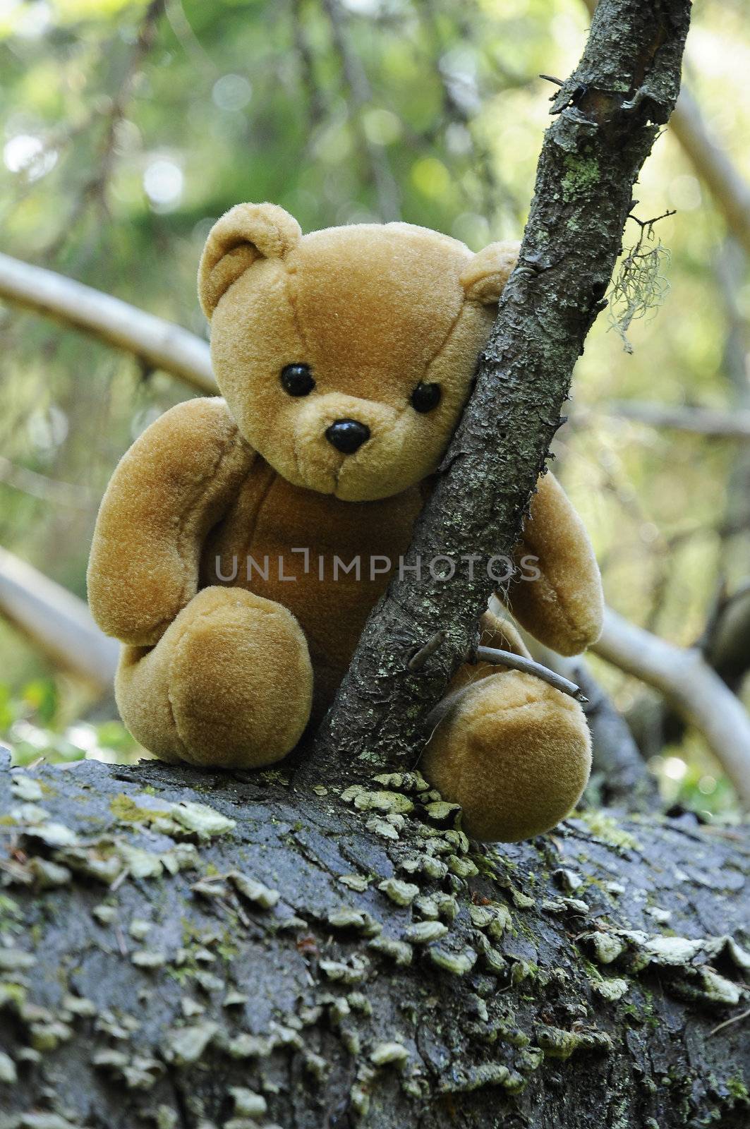 A lone Teddy bear sitting on a stem out there in the forest