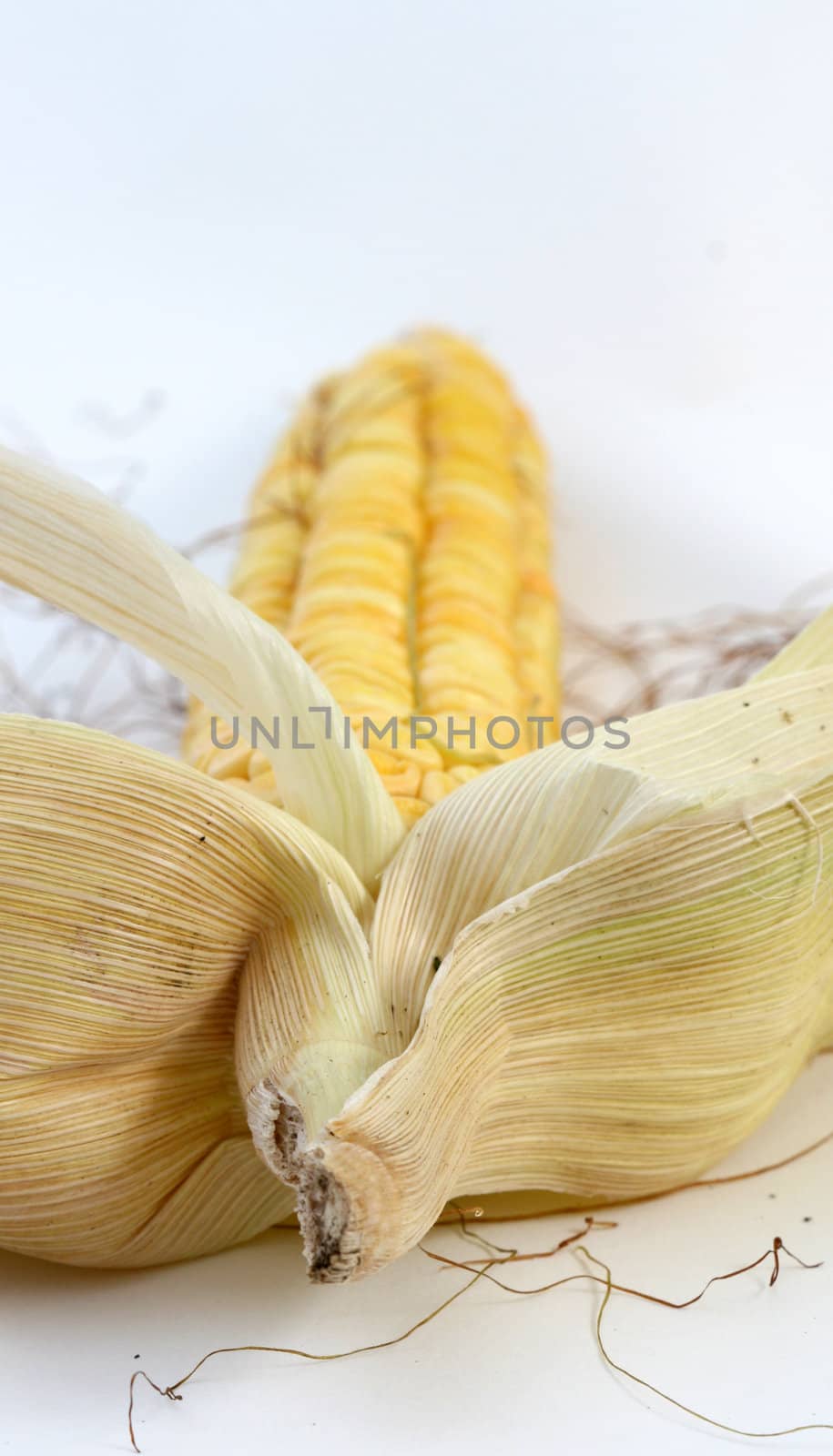Corn background