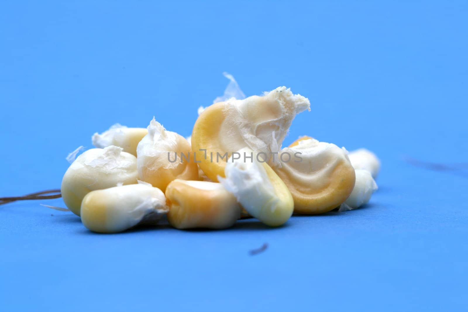 Corn background