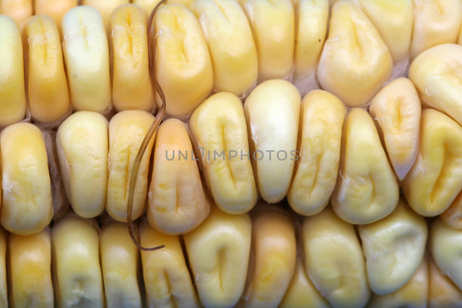 Corn background
