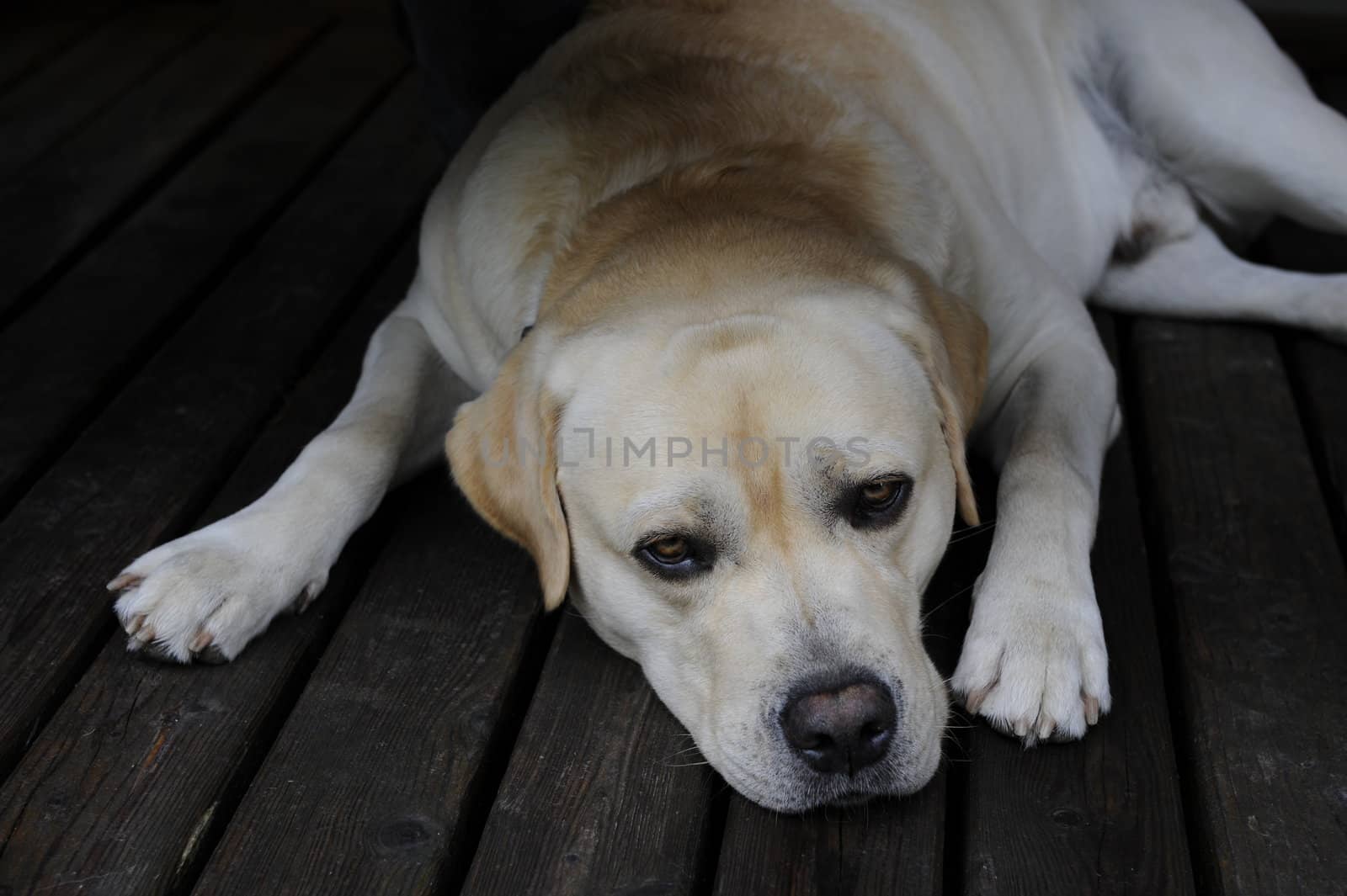 labrador lying on a timber grate