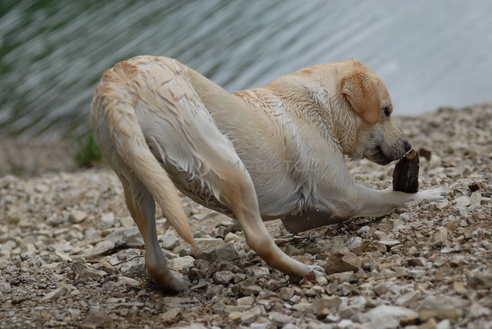 wet labrador in front of the lake