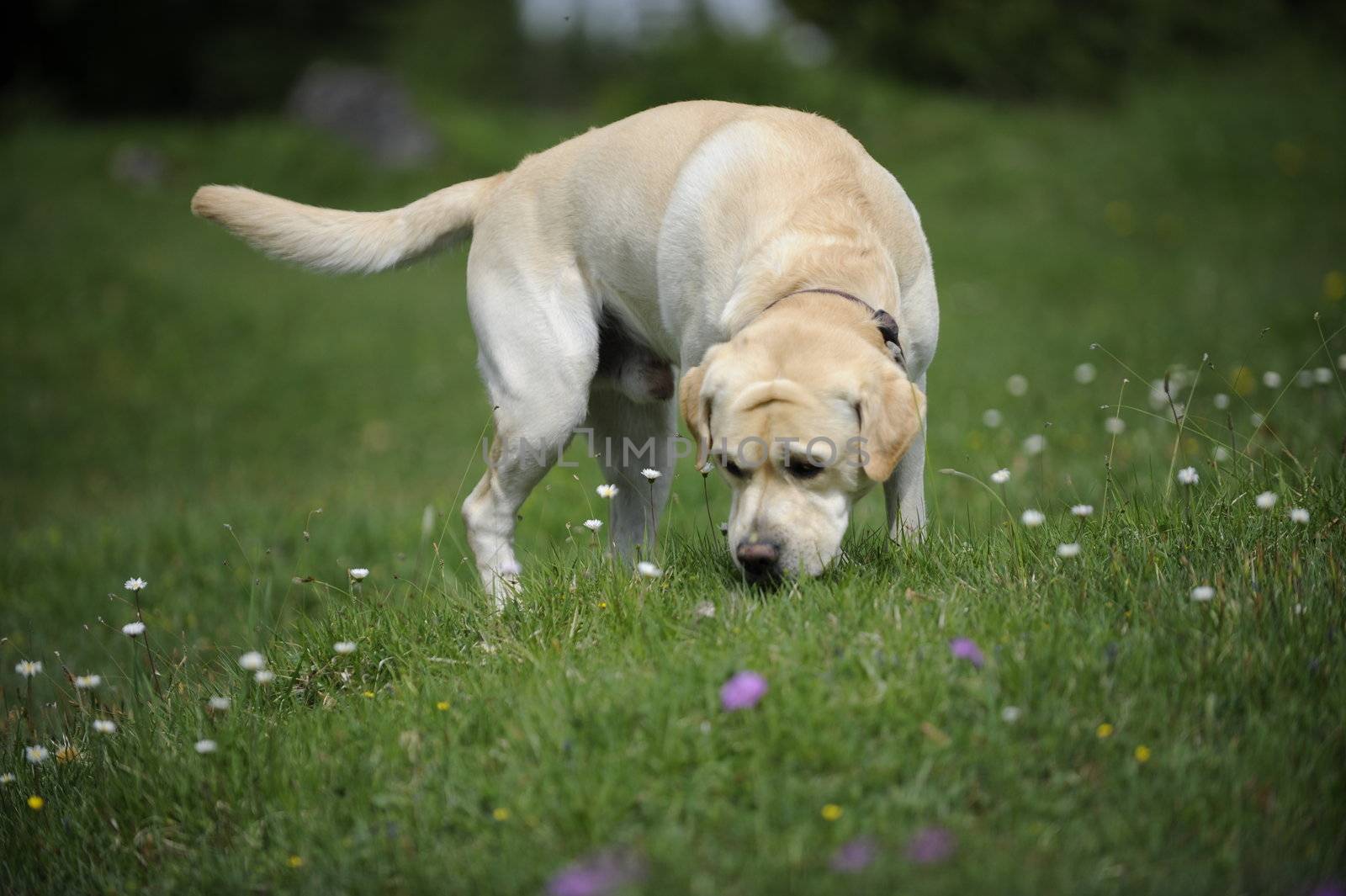 labrador sniffing on a hayfield