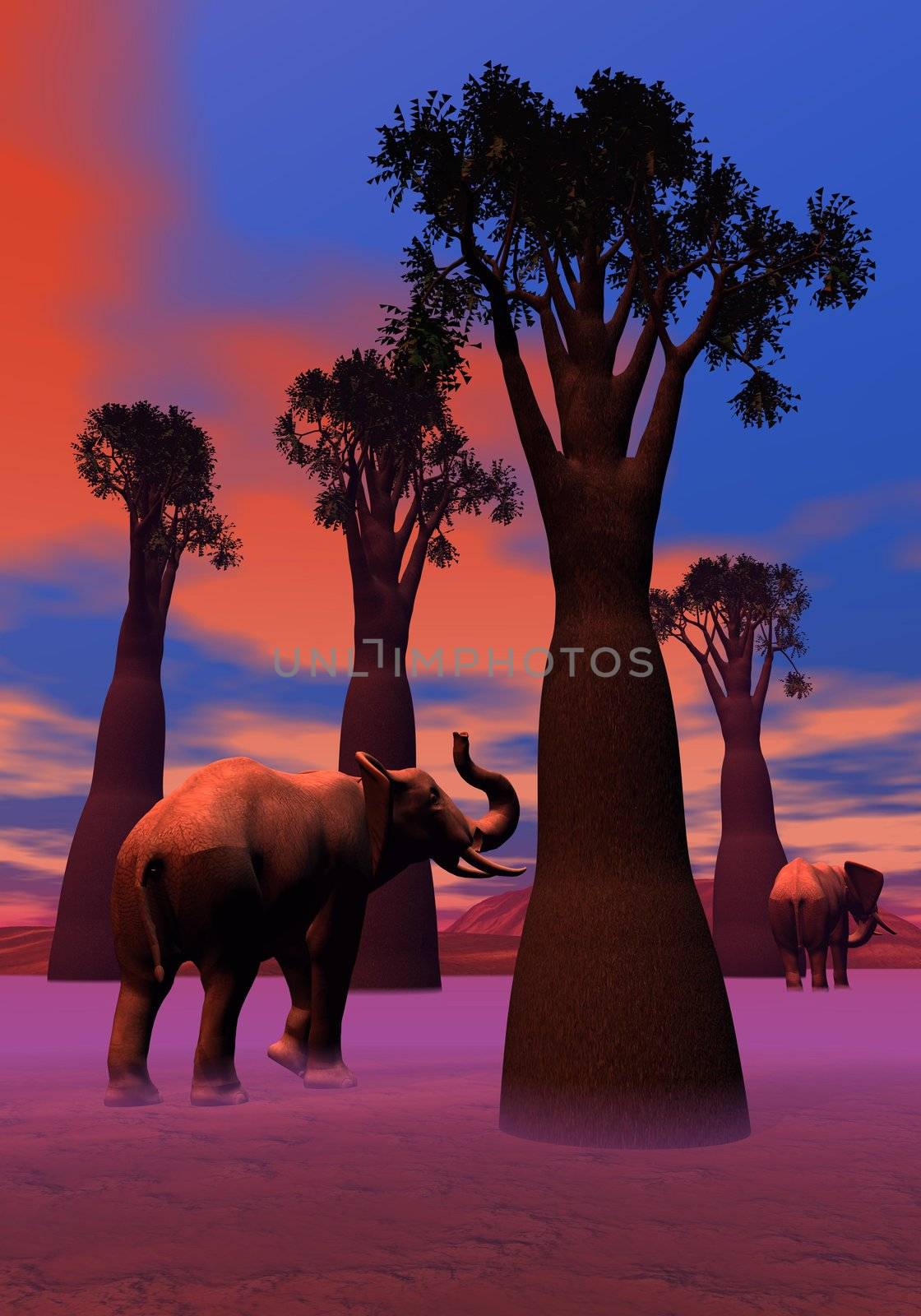 Two elephants walking between baobabs in the savannah by colorful sunset