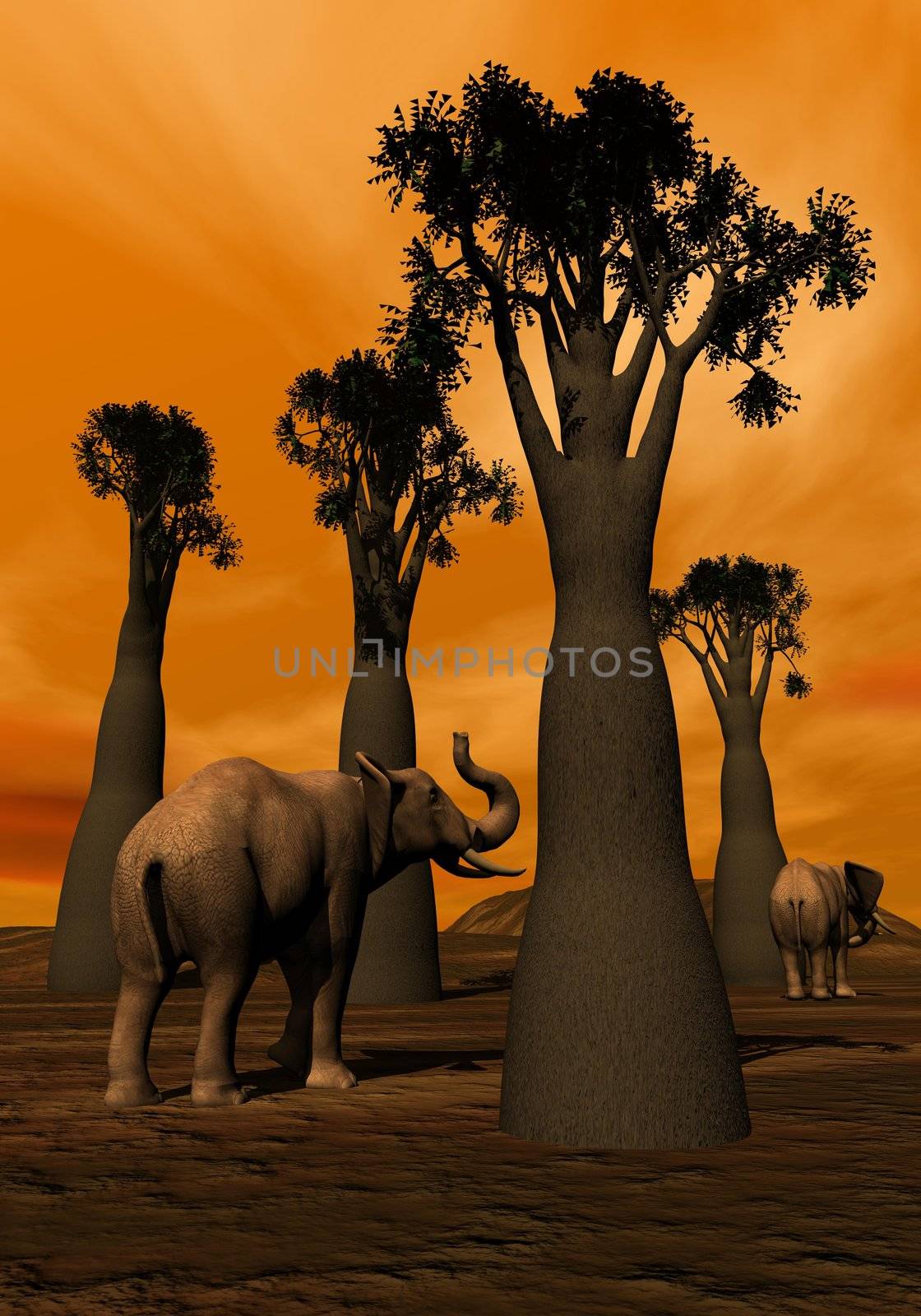 Two elephants walking between baobabs in the savannah by sunset