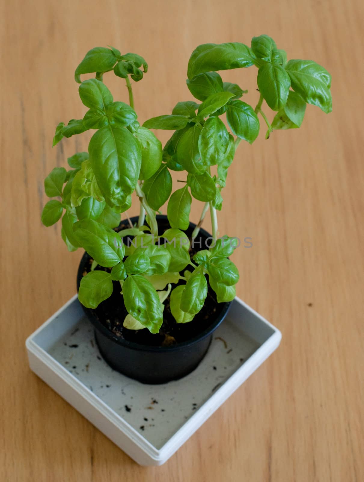 basil