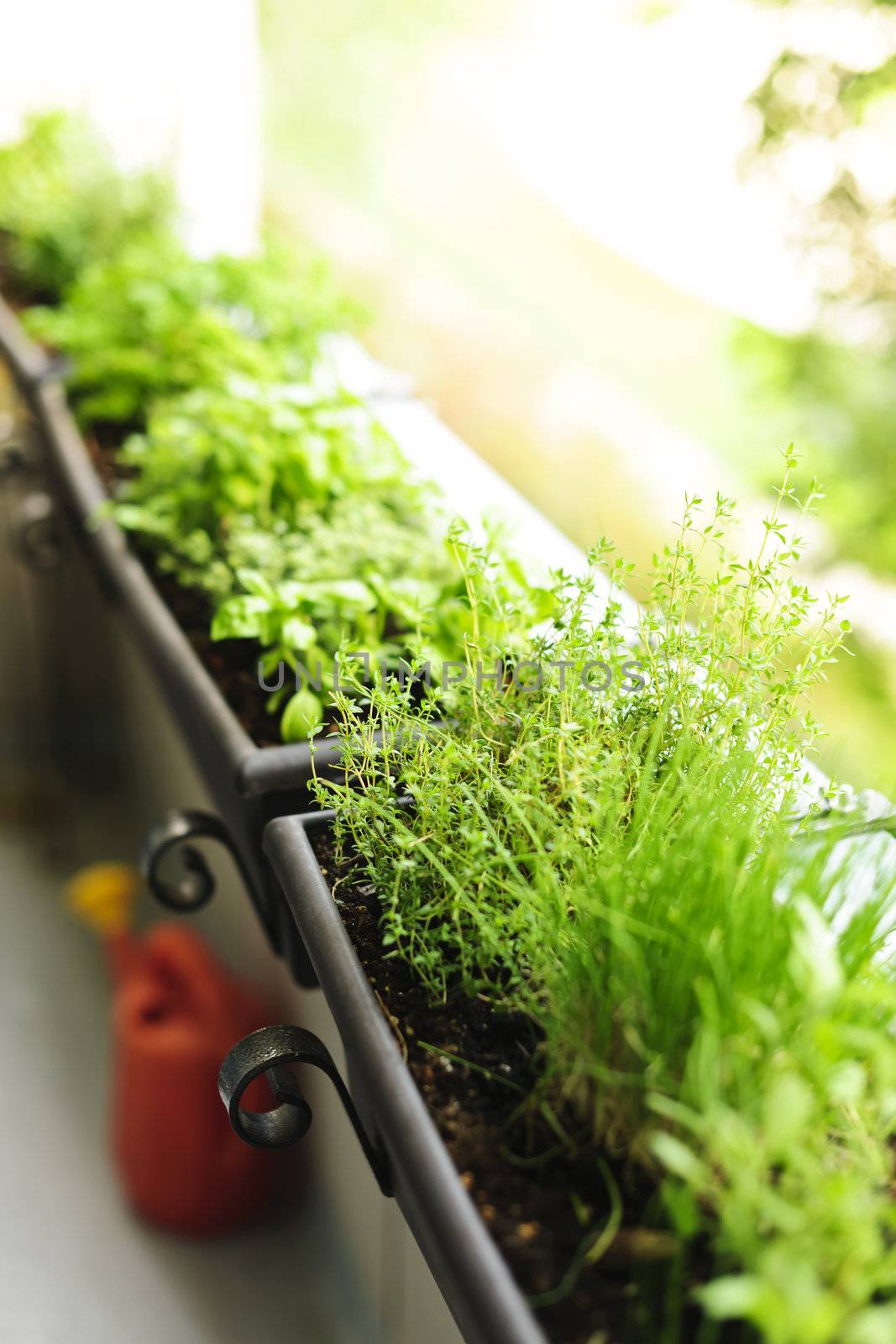 Fresh herbs growing in window boxes on bright balcony