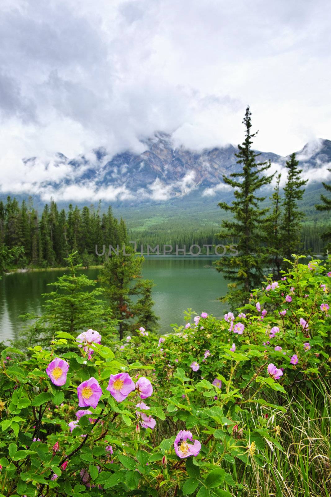 Wild roses and mountain lake in Jasper National Park by elenathewise