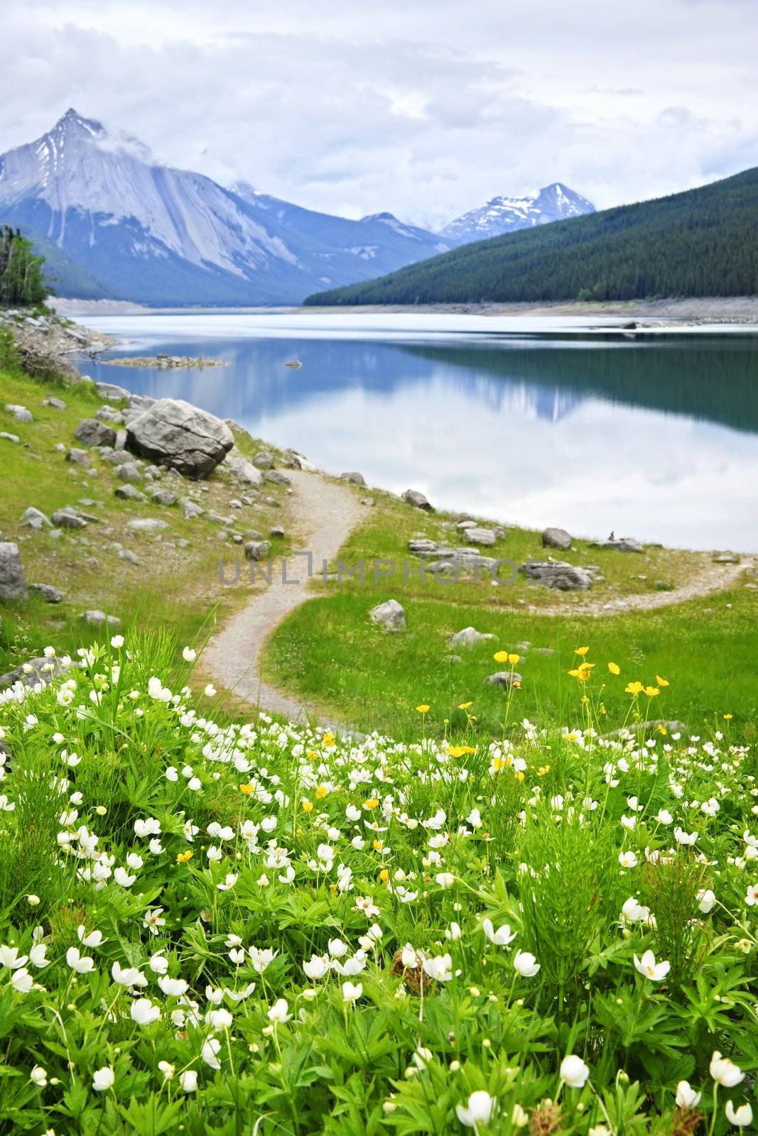 Wildflowers on the shore of Medicine Lake in Jasper National Park,  Canada