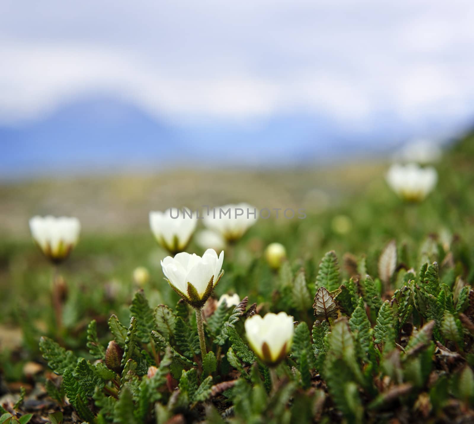 Alpine meadow with mountain avens flowers blooming in Jasper National Park, Canada